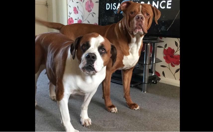 英國一名44歲女子日前在家中和女兒發生爭吵,突然間遭到家中的兩隻大型犬襲擊,當場失血過多身亡。(翻攝Elayne Stanley臉書)