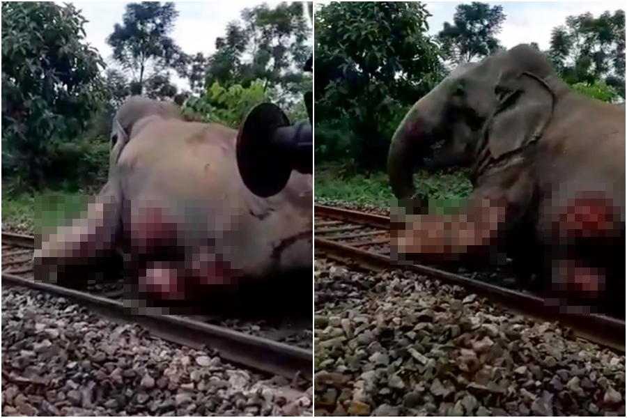 印度西孟加拉邦一頭大象被火車撞到遍體麟傷，畫面令人心疼。（翻攝自推特「Parveen Kaswan, IFS」）