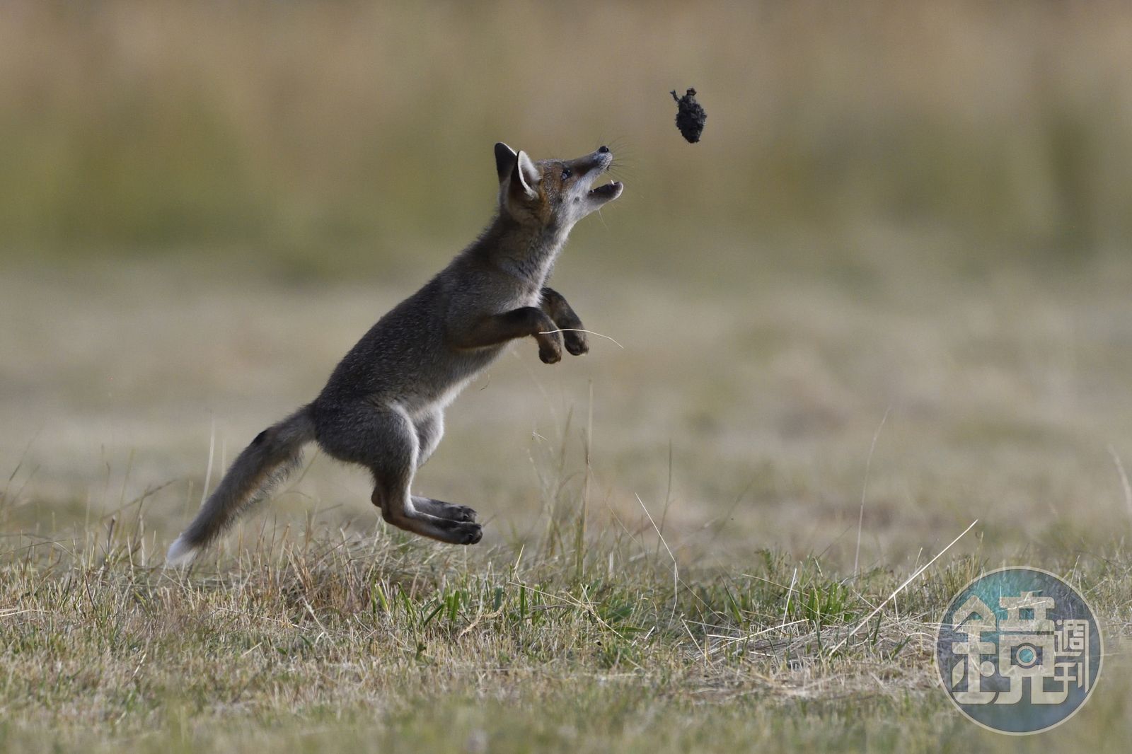 心理學S03E02】鴨子才沒有這麼可愛《醜小鴨》的「標籤效應」和「畢馬龍效應」 - 鏡週刊Mirror Media