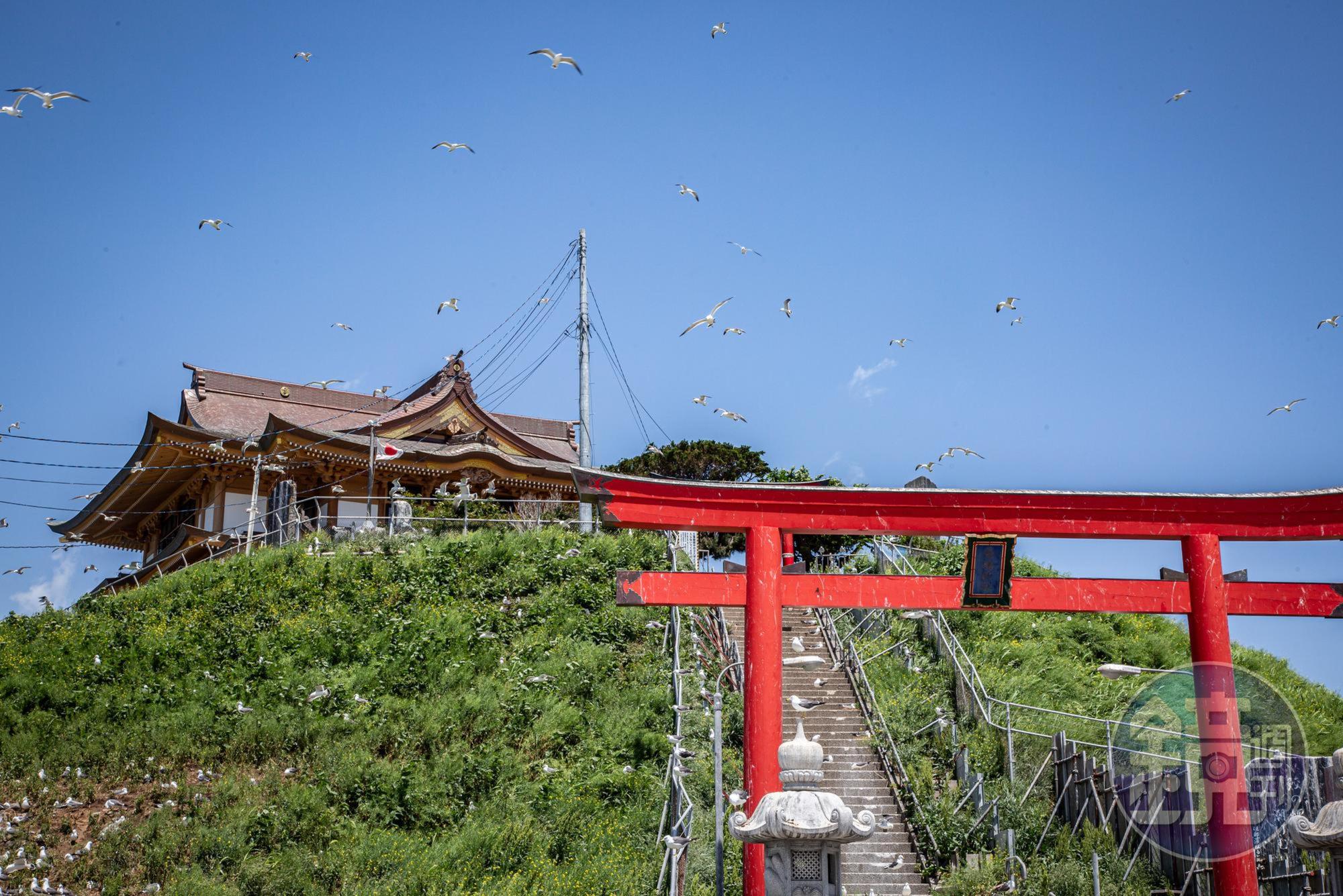 據說在「蕪嶋神社」被黑尾鷗的糞便撒到，會好運一整年。