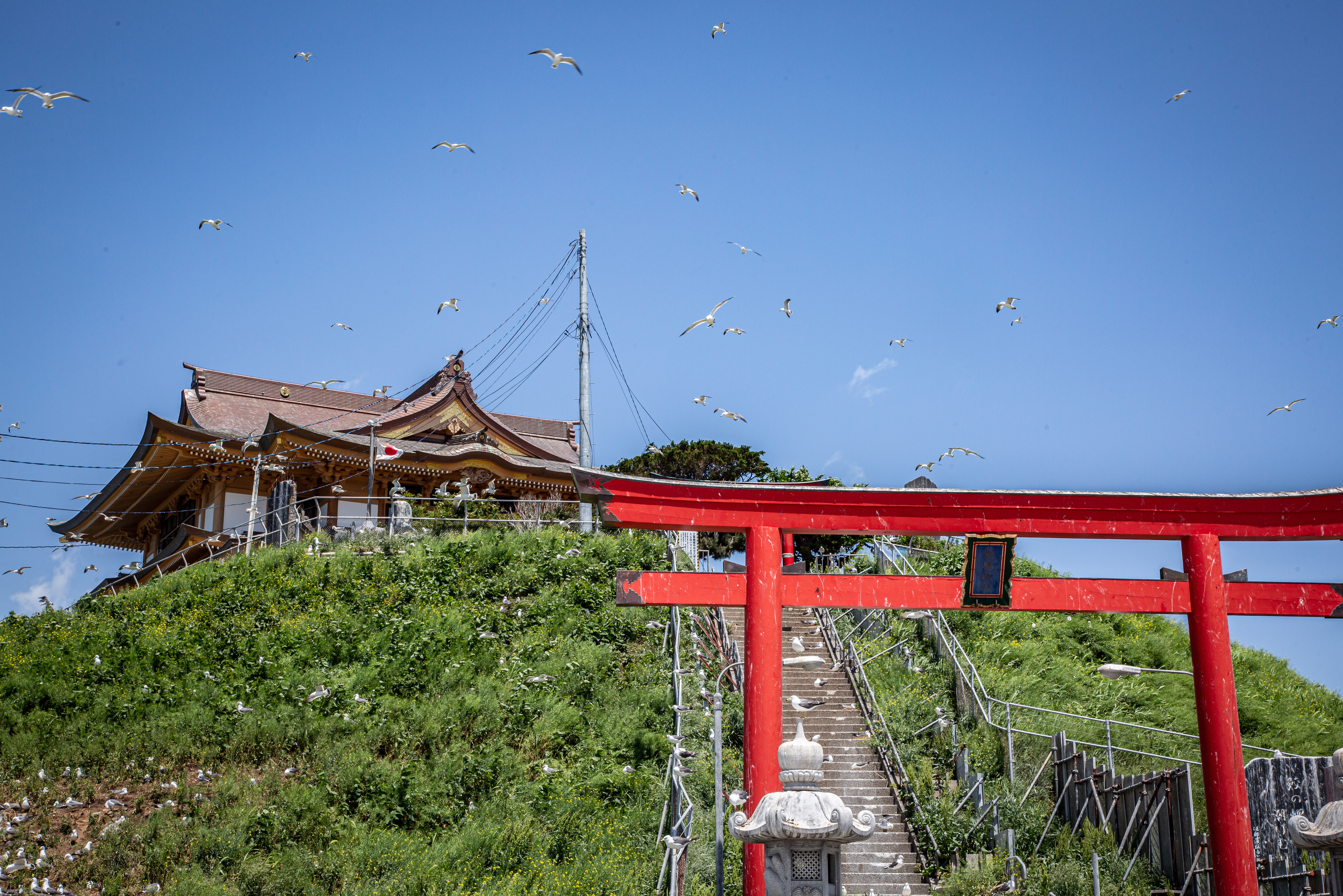 據說在「蕪嶋神社」被黑尾鷗的糞便撒到，會好運一整年。