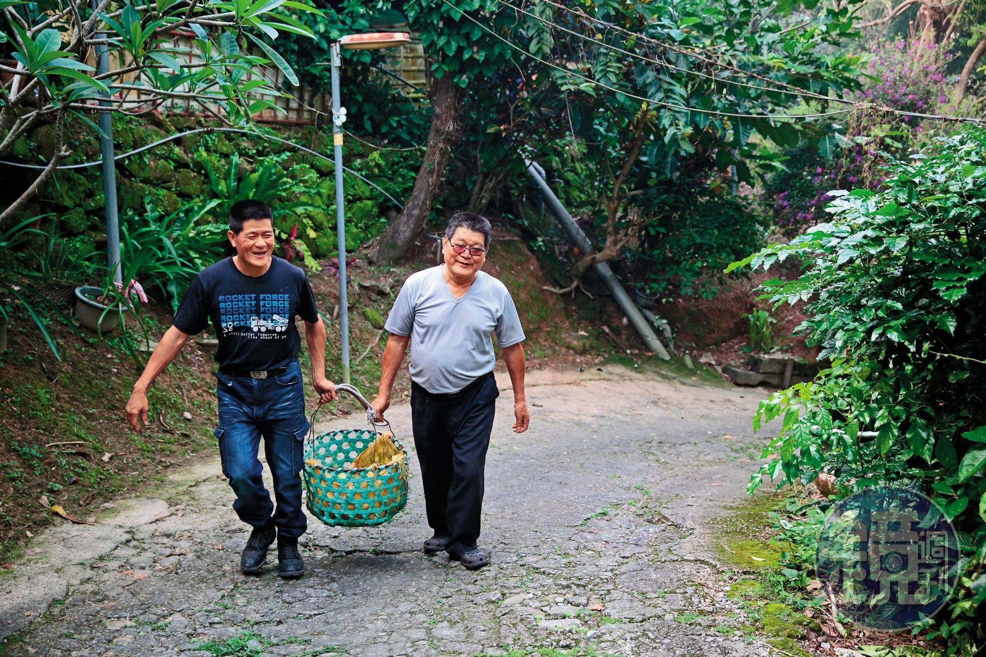 每到柚子採收季節,林東村(右)與林堃榤(左)父子協力採果,免費提供給餐廳客人。