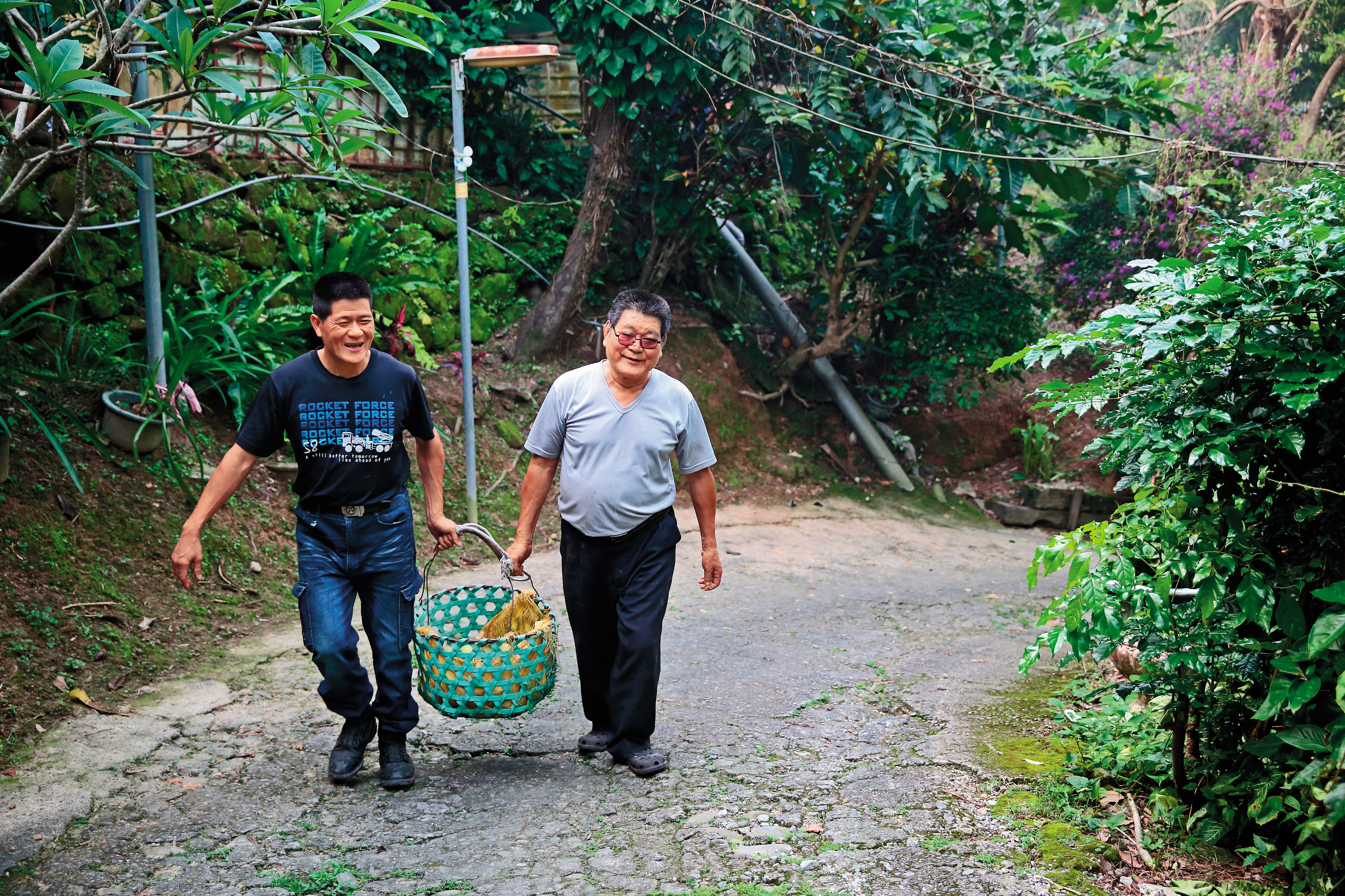 每到柚子採收季節，林東村（右）與林堃榤（左）父子協力採果，免費提供給餐廳客人。