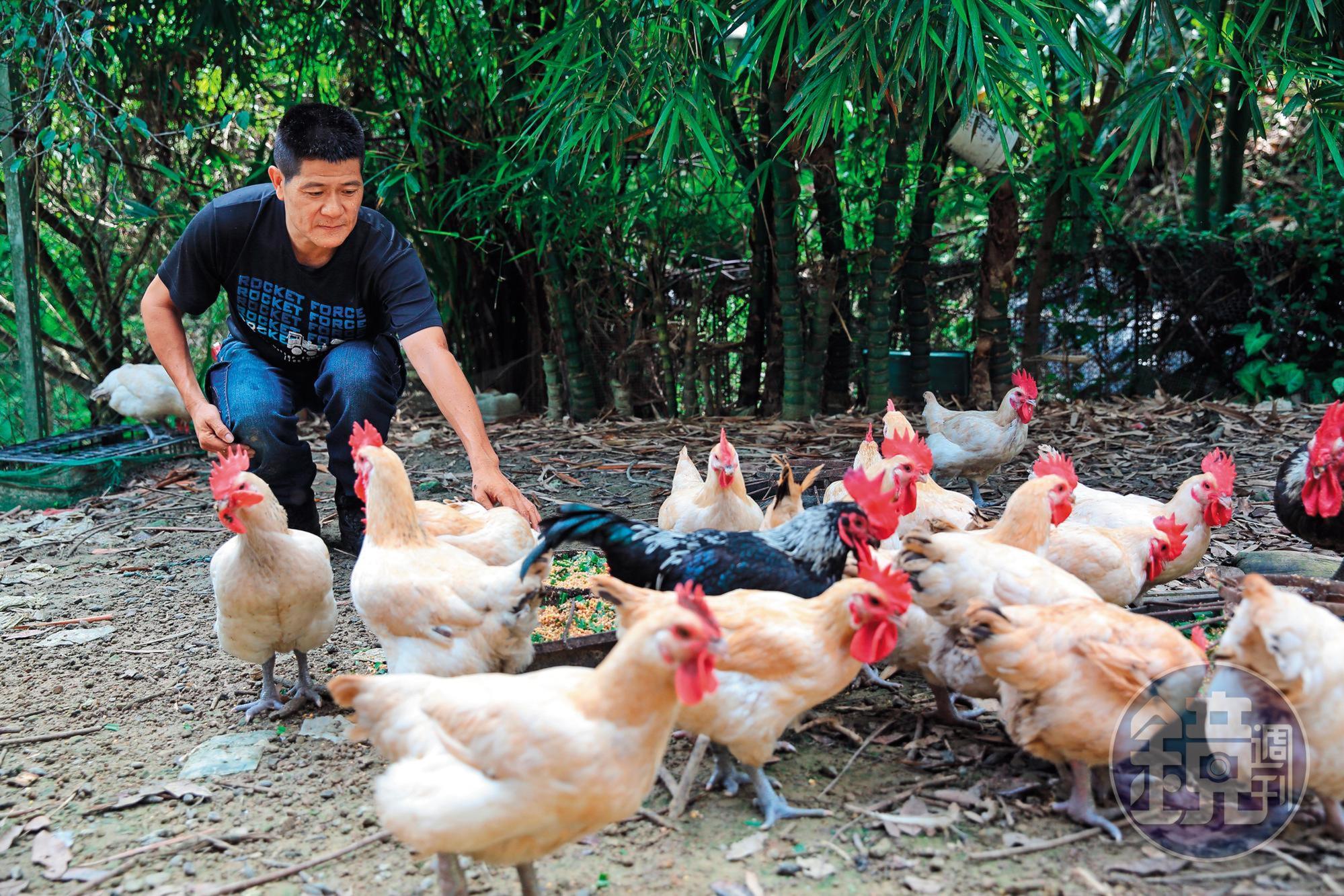 林堃榤以玉米、麥殼、米糠和牧草飼養仿仔雞,肉質特別鮮甜細嫩。