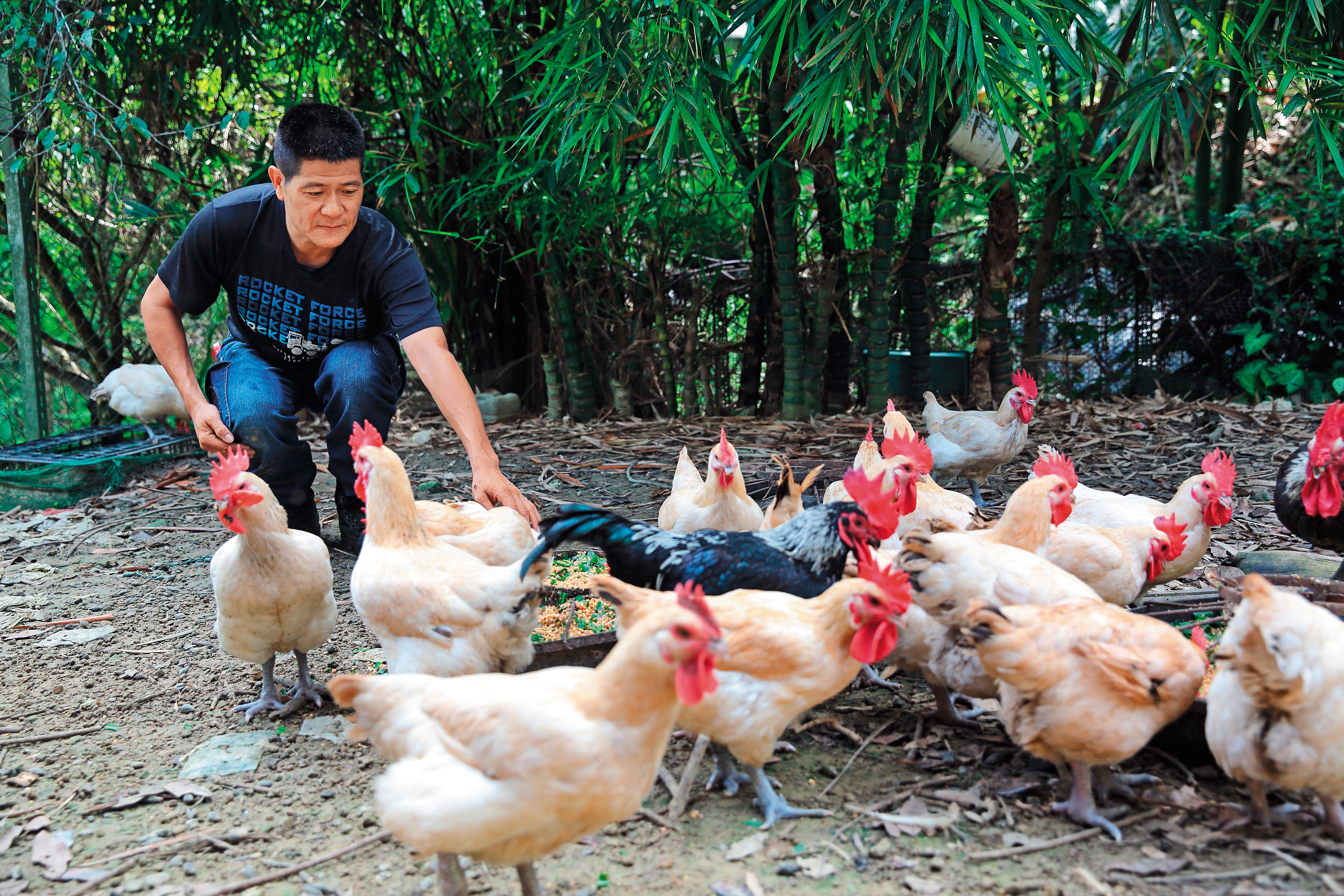 林堃榤以玉米、麥殼、米糠和牧草飼養仿仔雞，肉質特別鮮甜細嫩。