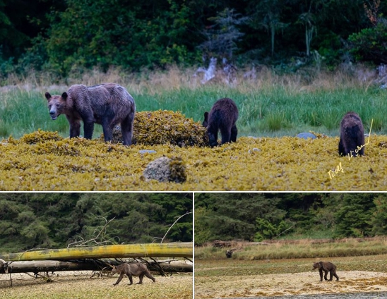 今年鮭魚數量銳減，灰熊餓得瘦骨嶙峋。（翻攝自Rolf Hicker - HickerPhoto臉書）