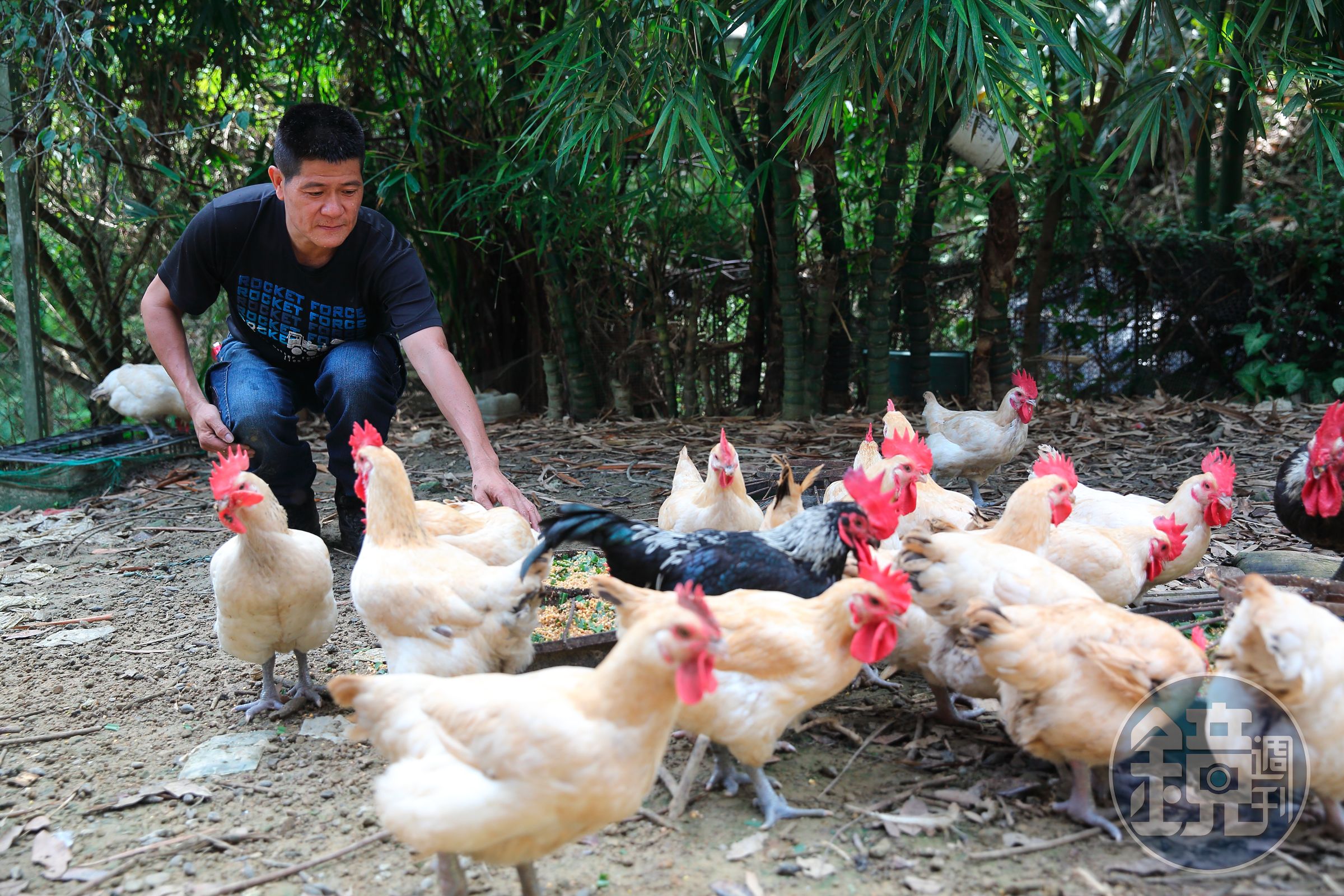 林堃榤以玉米、麥殼、米糠和牧草養仿仔雞，肉質特別鮮甜細嫩。