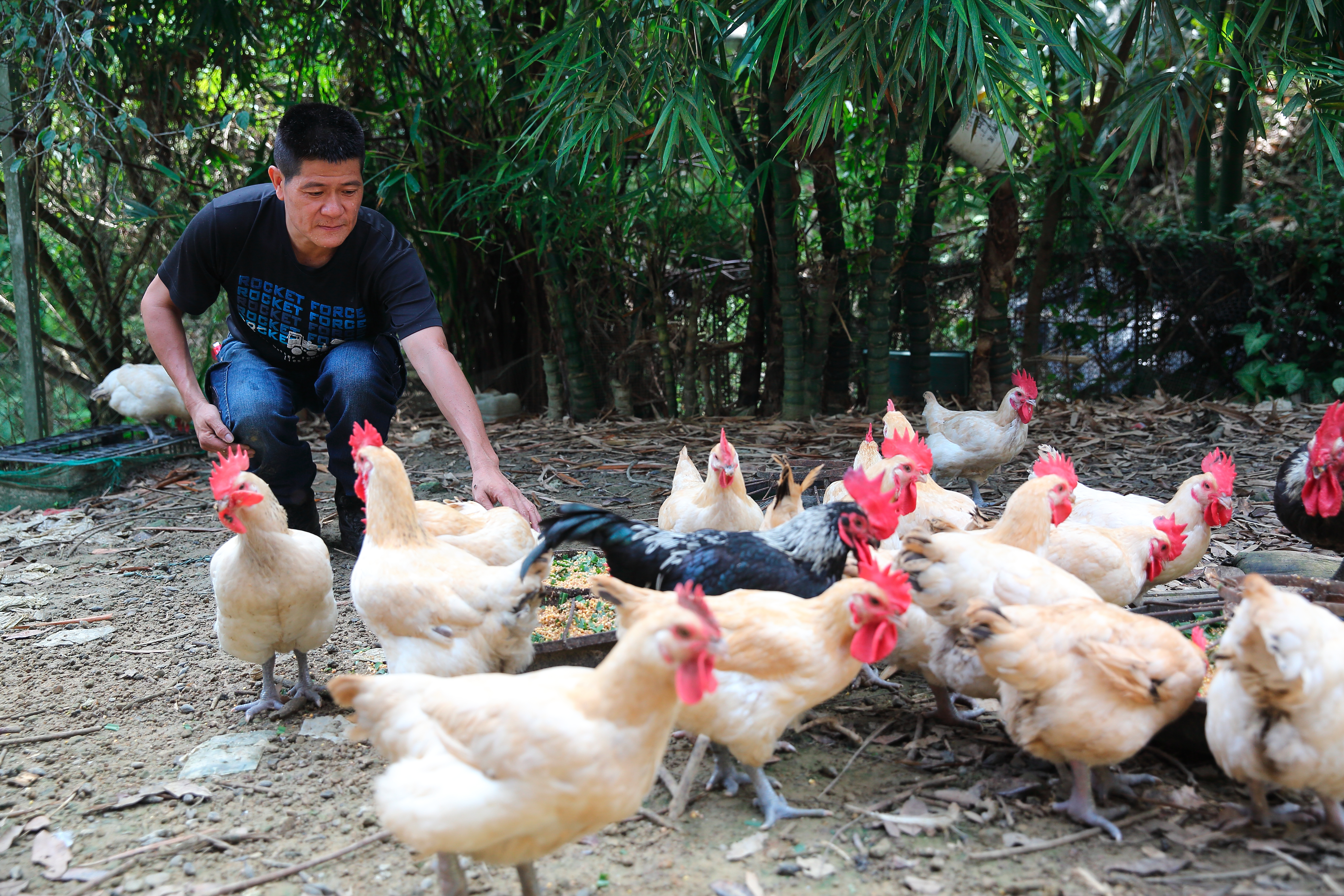 林堃榤以玉米、麥殼、米糠和牧草養仿仔雞，肉質特別鮮甜細嫩。