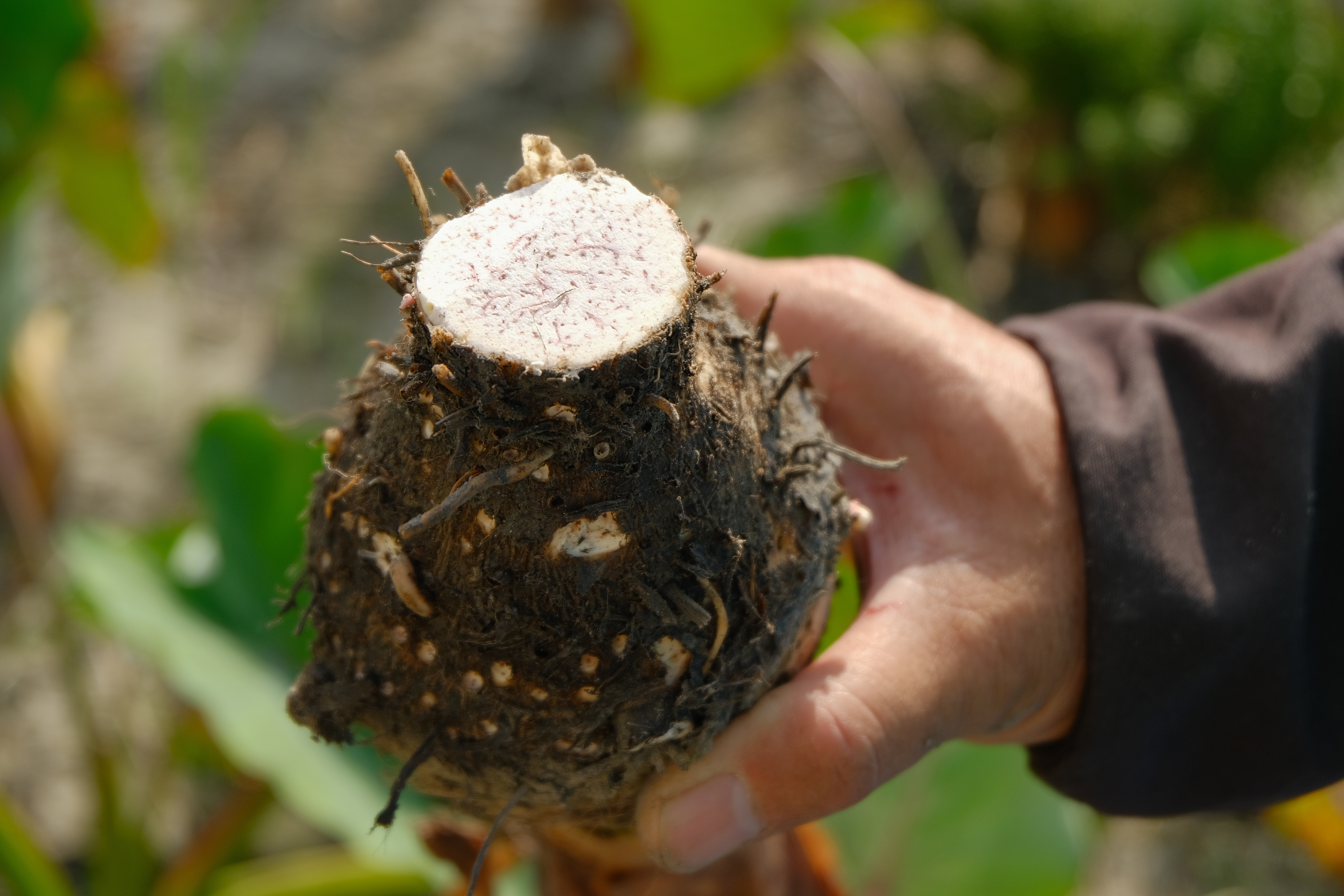 大甲芋頭香氣足、質地鬆軟，有機農夫鄭生旺說芋肉呈現粉白狀口感最佳。