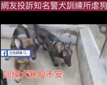 犬隻遭虐後暴瘦、焦躁不安。（翻攝邵柏虎臉書）