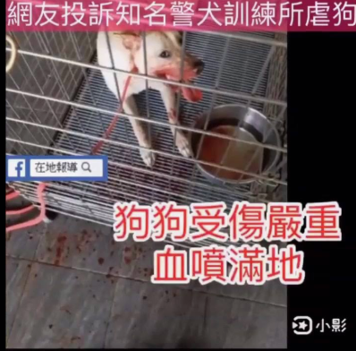 訓練犬被打至血流滿地。(翻攝邵柏虎臉書)