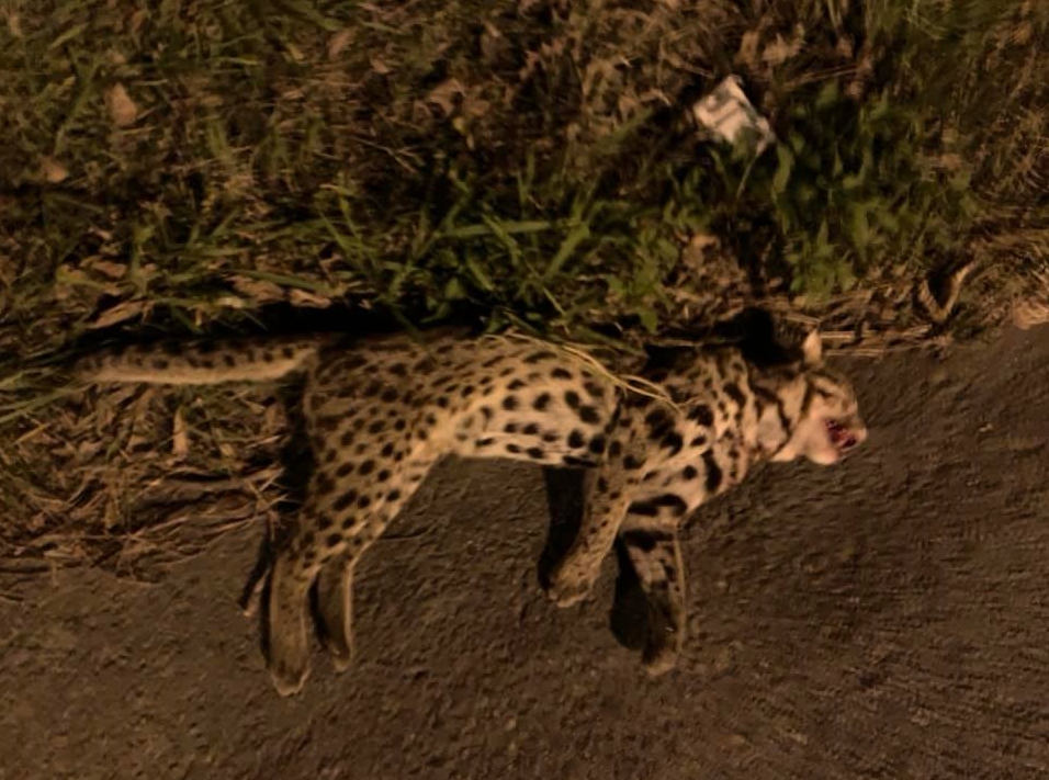 有路人於通霄台一線通灣里路段發現一隻成年石虎屍體。（翻攝自臉書社團「通霄人（讚）出來」）