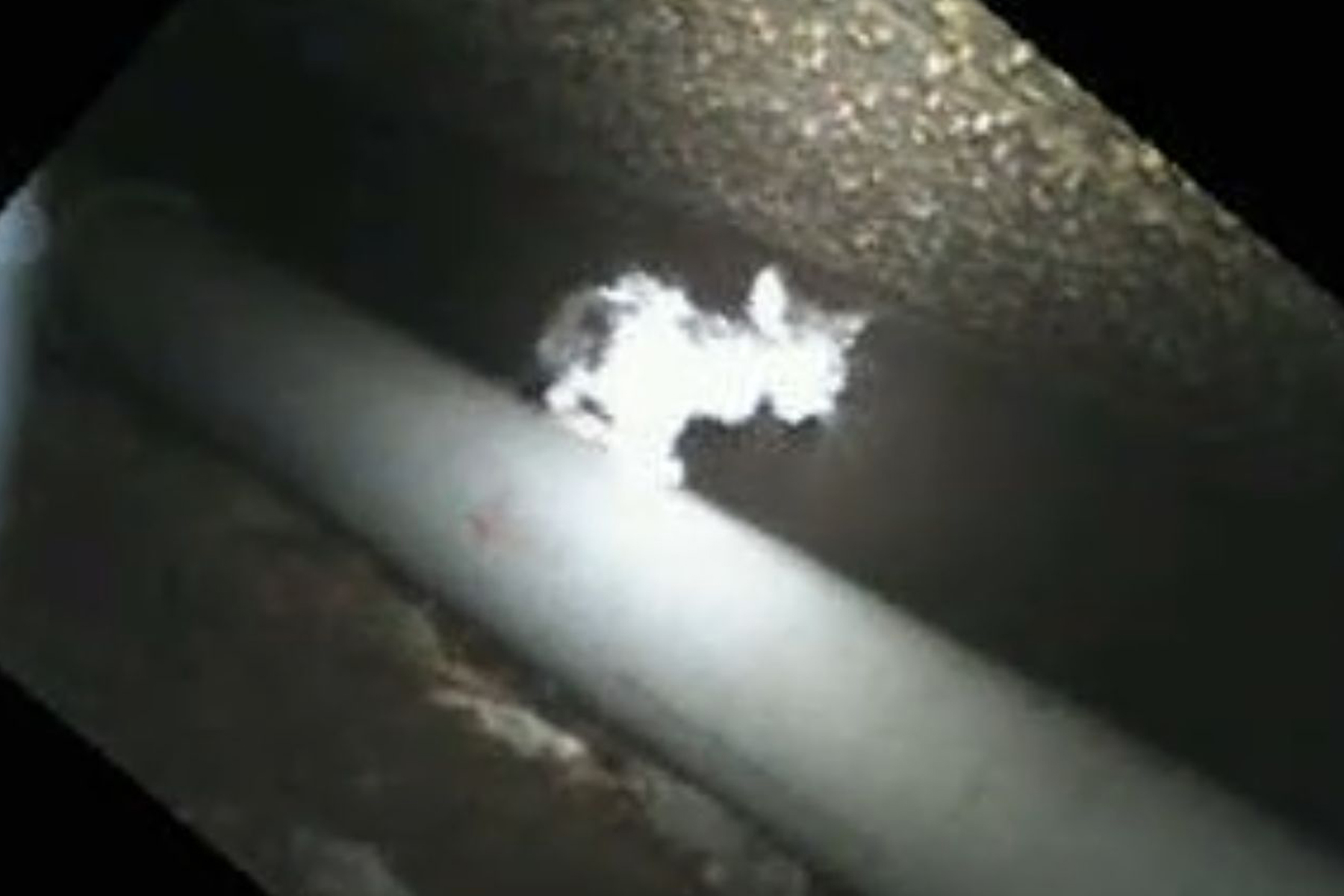 約1個月大的幼貓福大命大沒摔死，當時爬上小水管，見到光發出叫聲求援。（夏冠群提供）