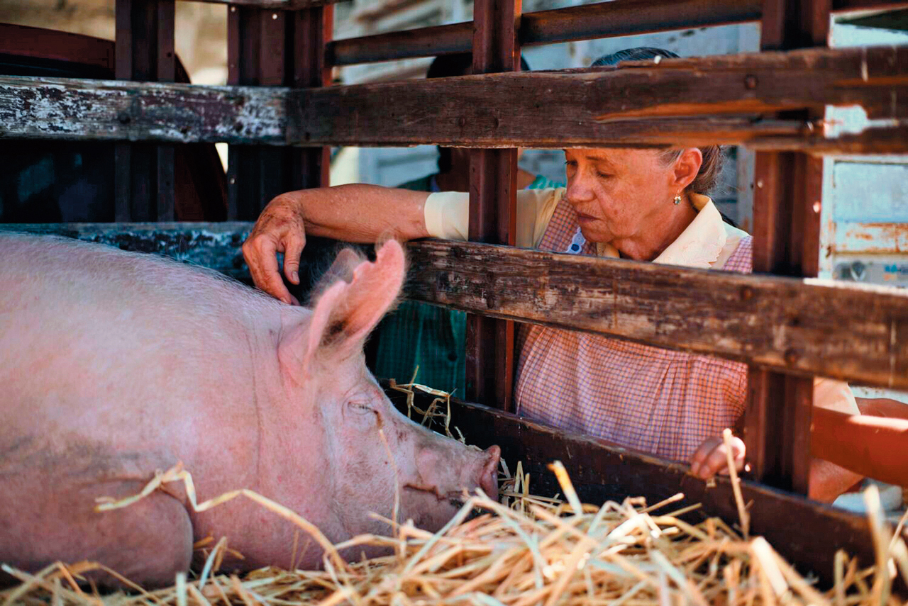 刻劃孤獨多過輕鬆奇想，阿嬤藉著養豬找回生活重心，與鄰居互相扶持，平淡中見感動。（聯影提供）