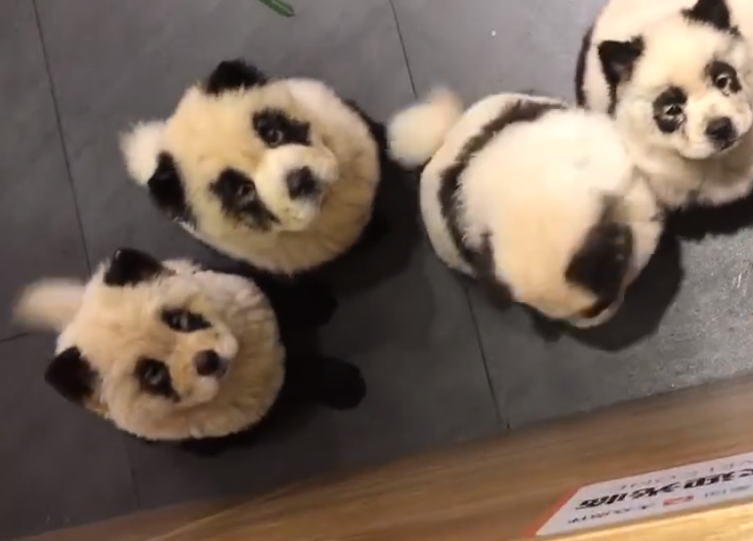 中國成都一間寵物咖啡廳將鬆獅犬染成「貓熊狗」，引發熱議。（翻攝自糖果星球微博）