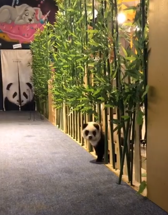 中國成都一間寵物咖啡廳將鬆獅犬染成「貓熊狗」,引發熱議。(翻攝自糖果星球微博)