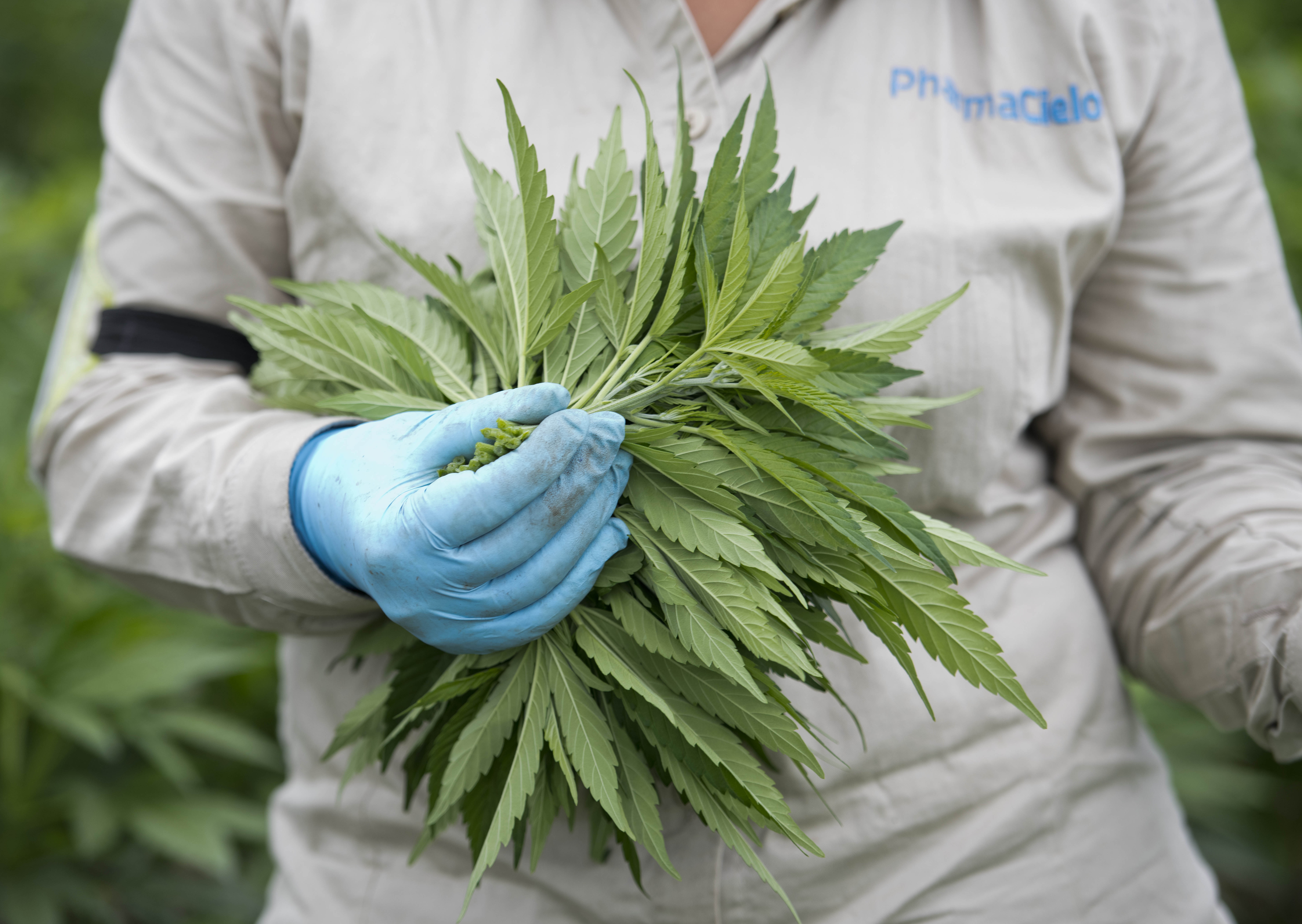 加拿大「天空製藥」 （PharmaCielo）公司在哥倫比亞里約尼格羅的大麻農場，今年初收成的大麻。（東方IC）