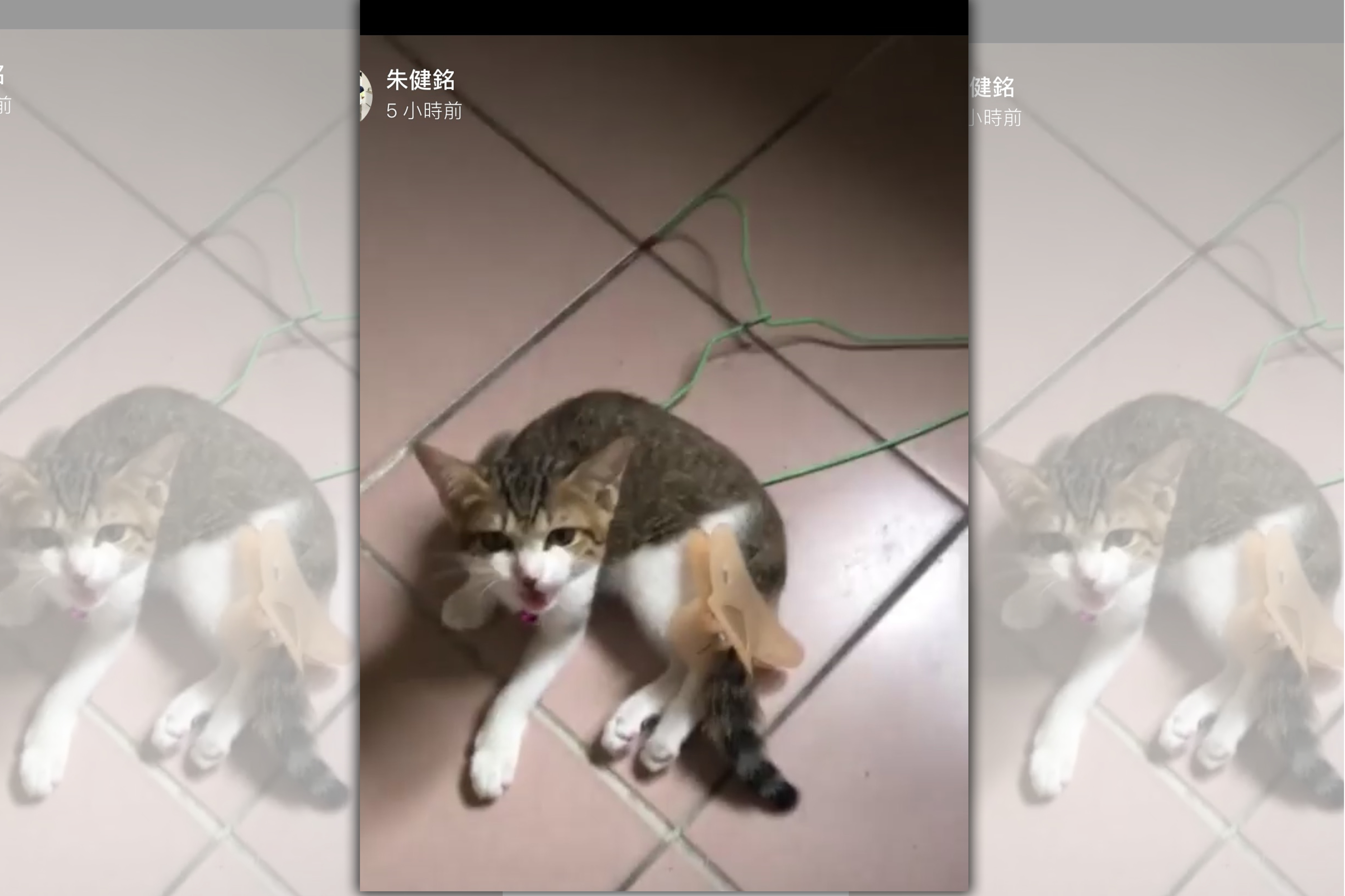 彭男曾用鯊魚夾夾住幼貓尾巴，幼貓痛得不斷尖叫。（取自朱健銘臉書）