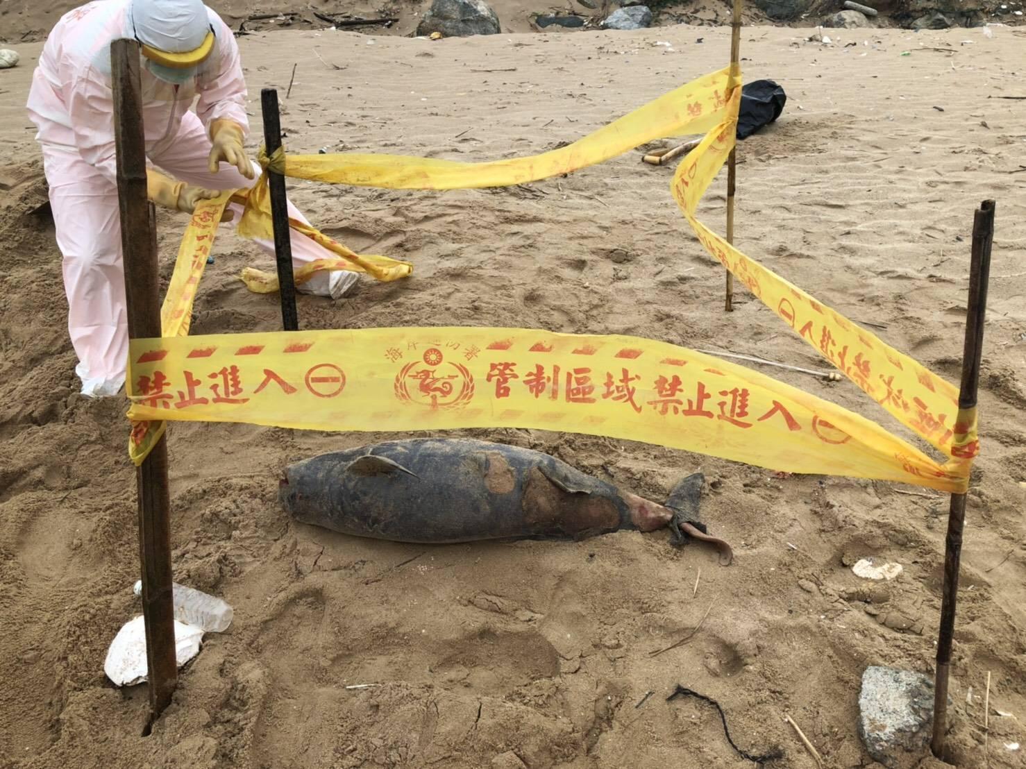 馬祖北竿后沃岸際沙灘再發現1隻露脊鼠海豚屍體,長度約107公分、寬度約30公分。(翻攝自網路/海巡署金馬澎分署提供)