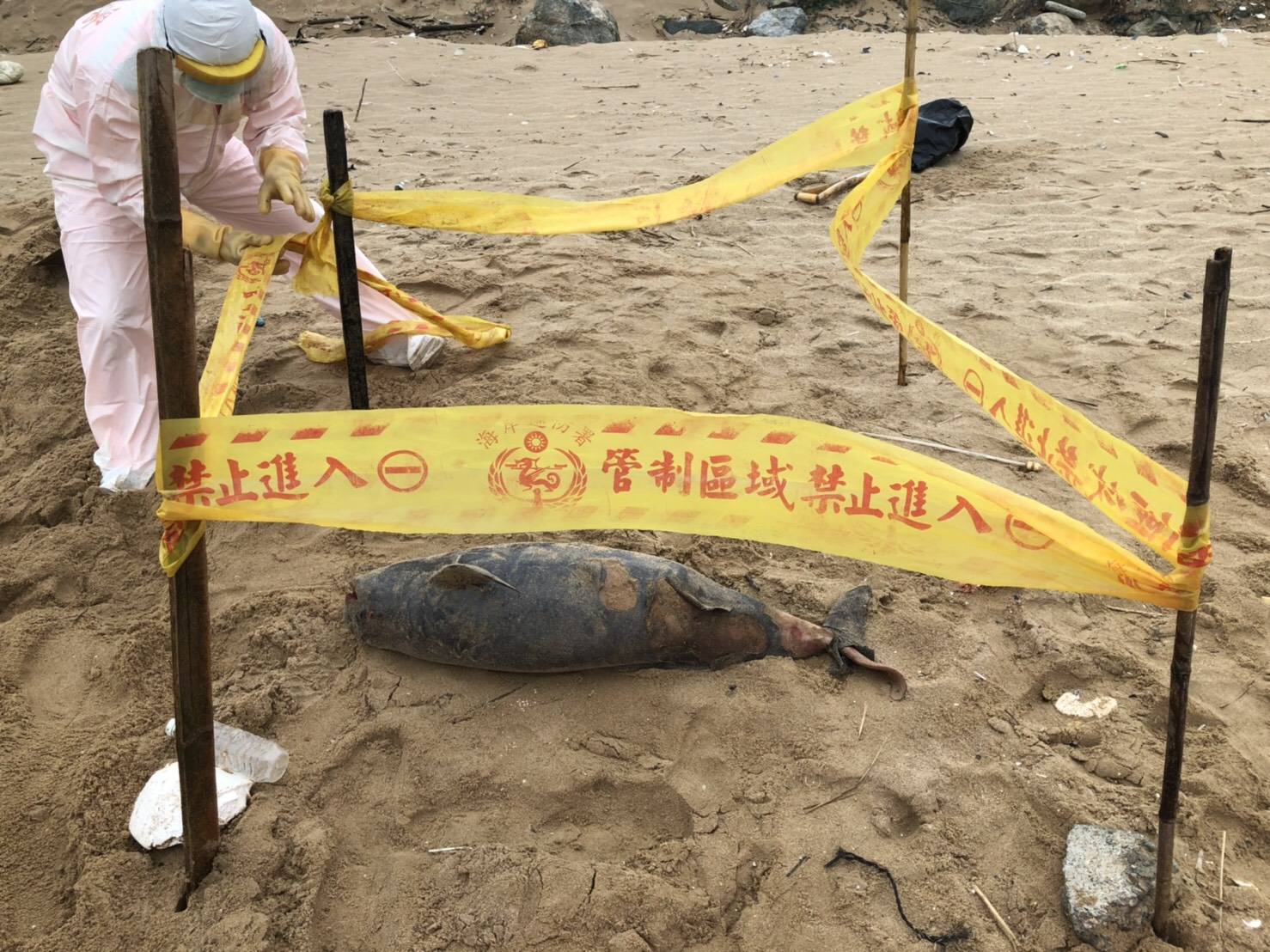馬祖北竿后沃岸際沙灘再發現1隻露脊鼠海豚屍體，長度約107公分、寬度約30公分。（翻攝自網路／海巡署金馬澎分署提供）