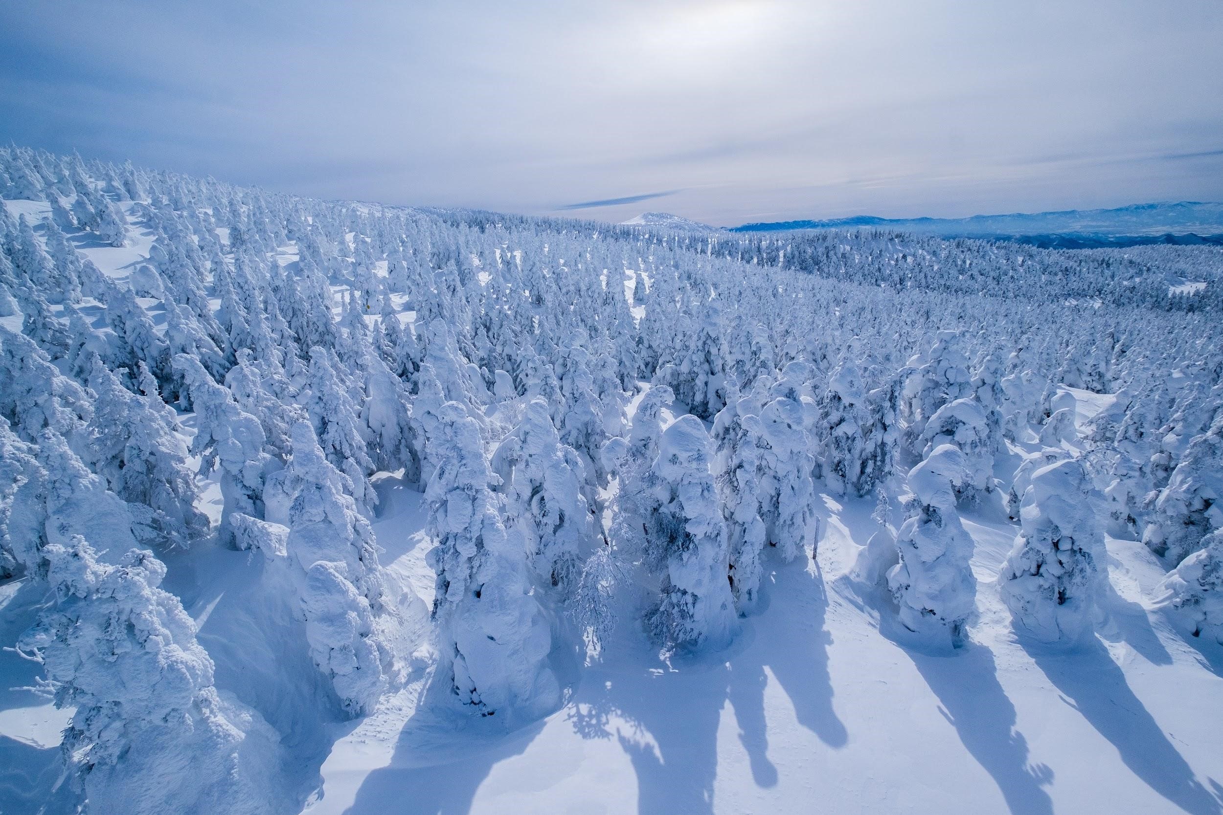 搭上觀景纜車便可以看到樹林上都被大片雪景包住，很壯觀的景象。