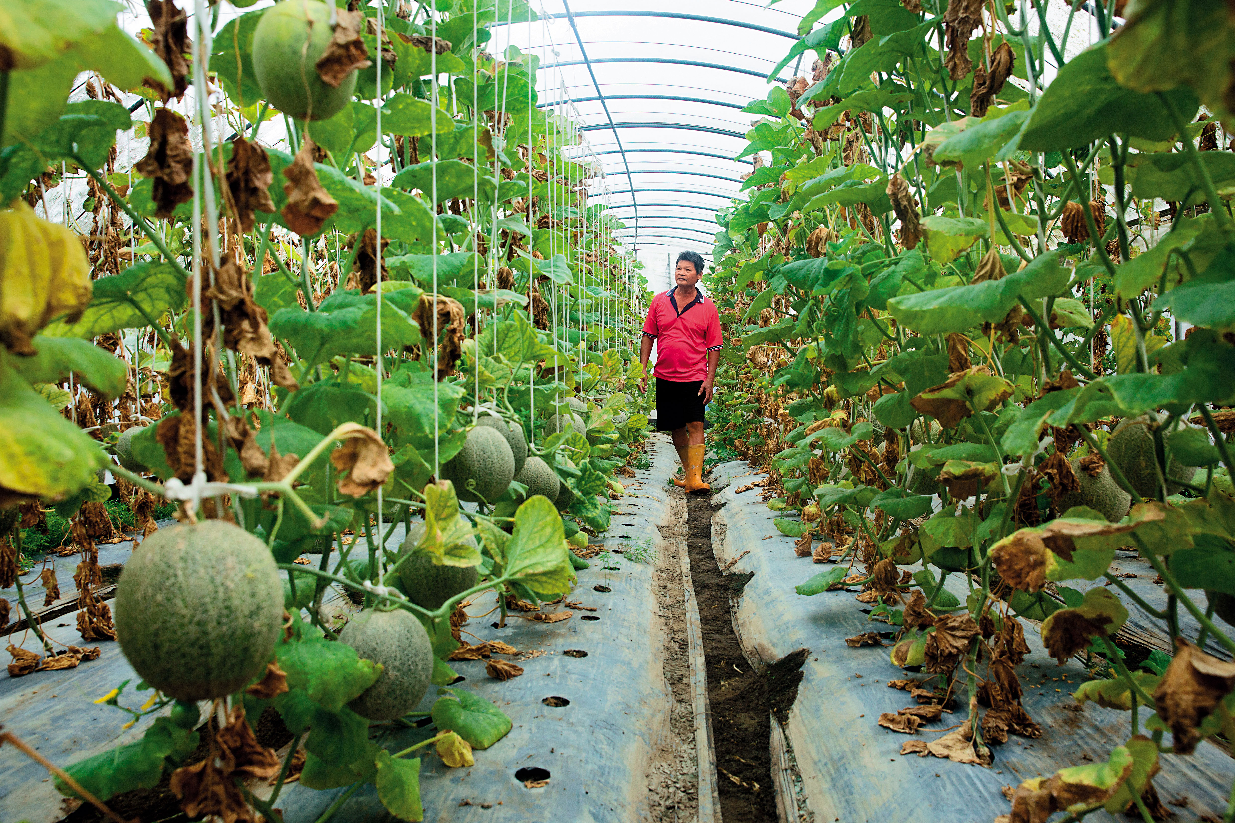 哈密瓜很嬌貴，雨水一多，土壤太濕，許凰誥就得趕緊巡視，替它們改善生長環境。