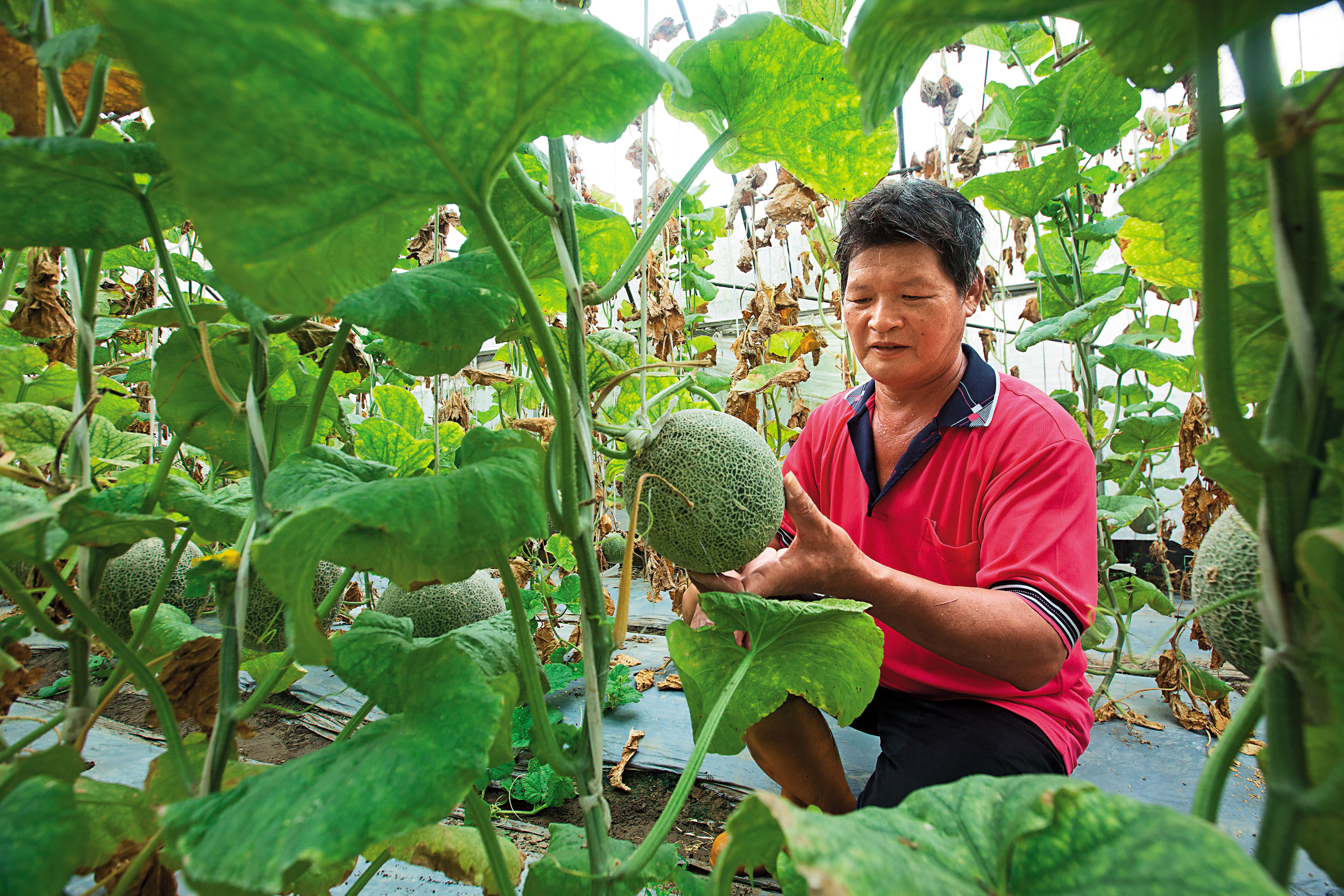 許凰誥累積多年栽種經驗,從觀察植株生長表現,就知道接下來要為這個新品種做些什麼事。