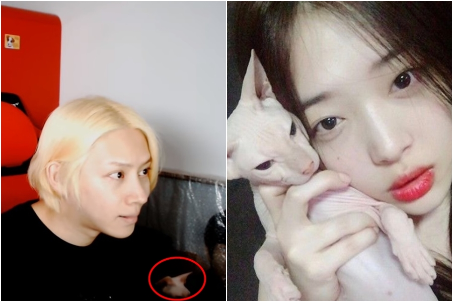 希澈（左圖）昨（7日）開直播鏡頭出現一隻貓，網友比對後猜測是師妹雪莉（右圖）生前養的貓。（左圖翻攝自YouTube：김희철 KimHeeChul、右圖翻攝微博）