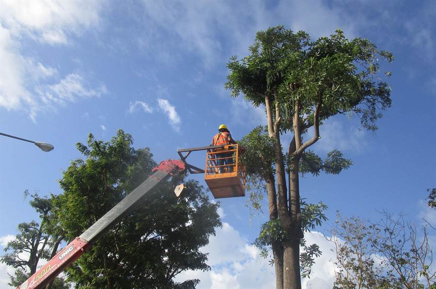 吊籃意外近年頻傳，圖為工人修剪行道樹，示意圖。（翻攝自網路）