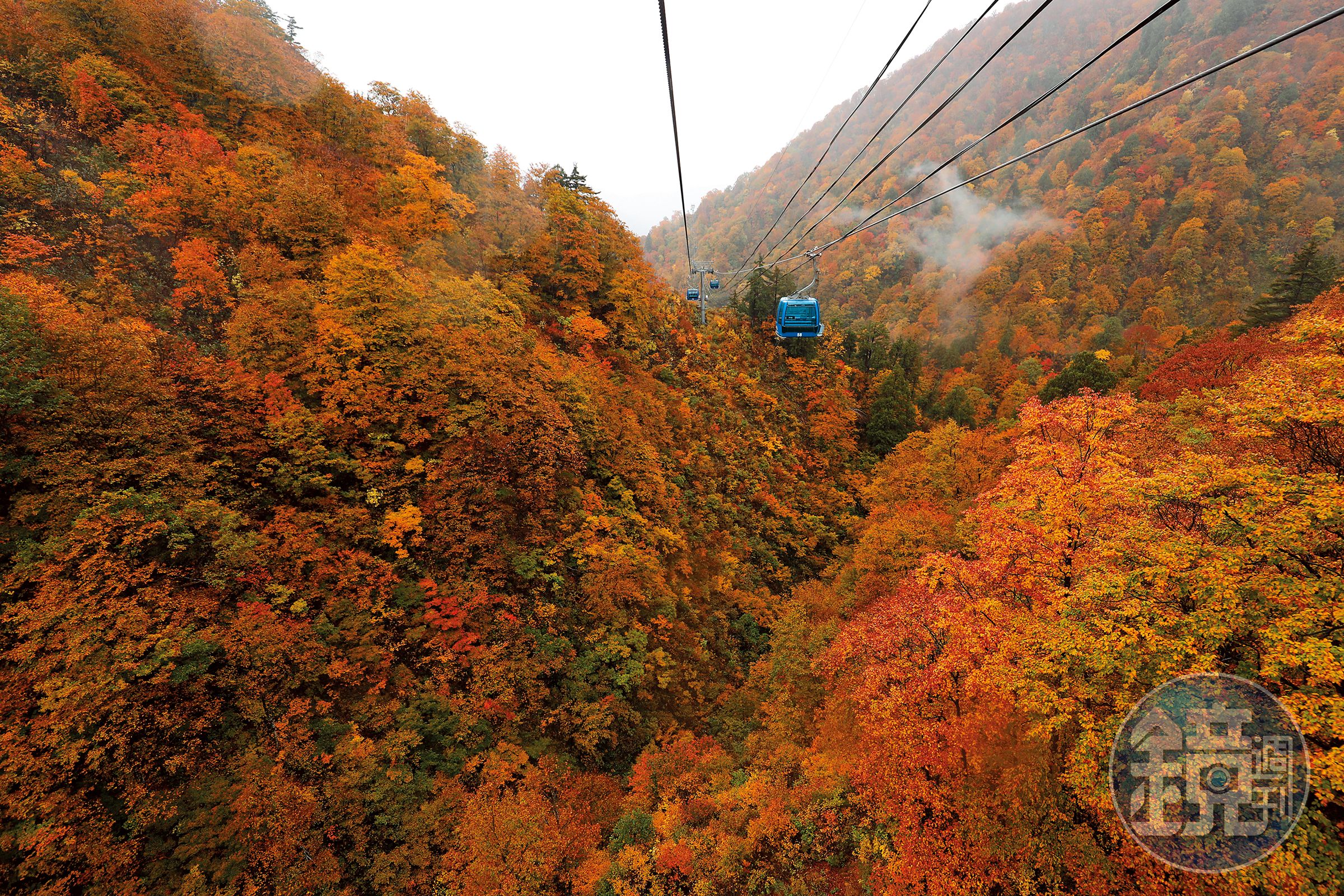 日本最長的苗場纜車，穿梭在紅橘黃漸層色彩包裹的深山中，可拜見季節限定的紅葉美景。
