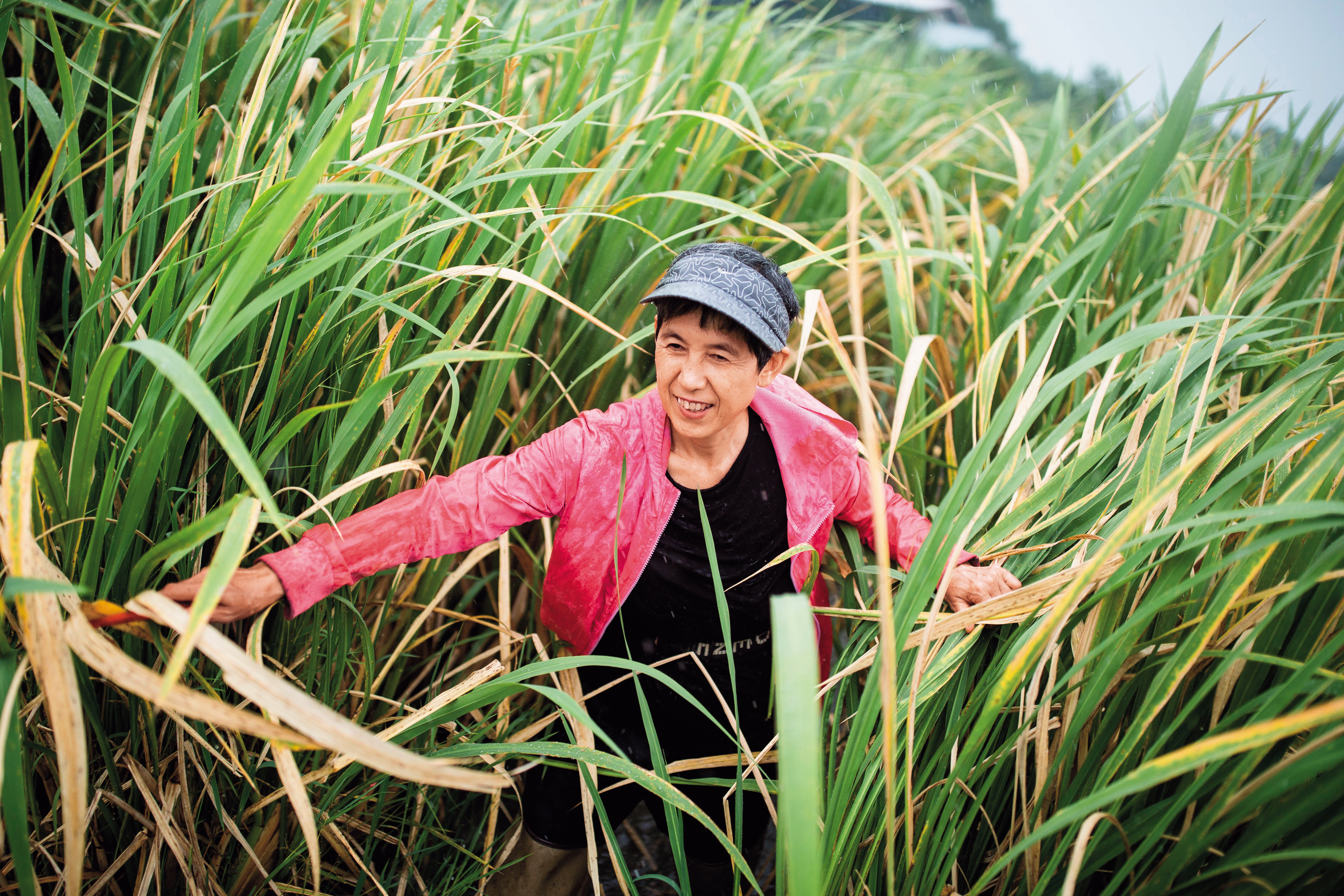 待秋天的筊白筍收成後，寇延丁告別這片心愛的土地，回到中國。