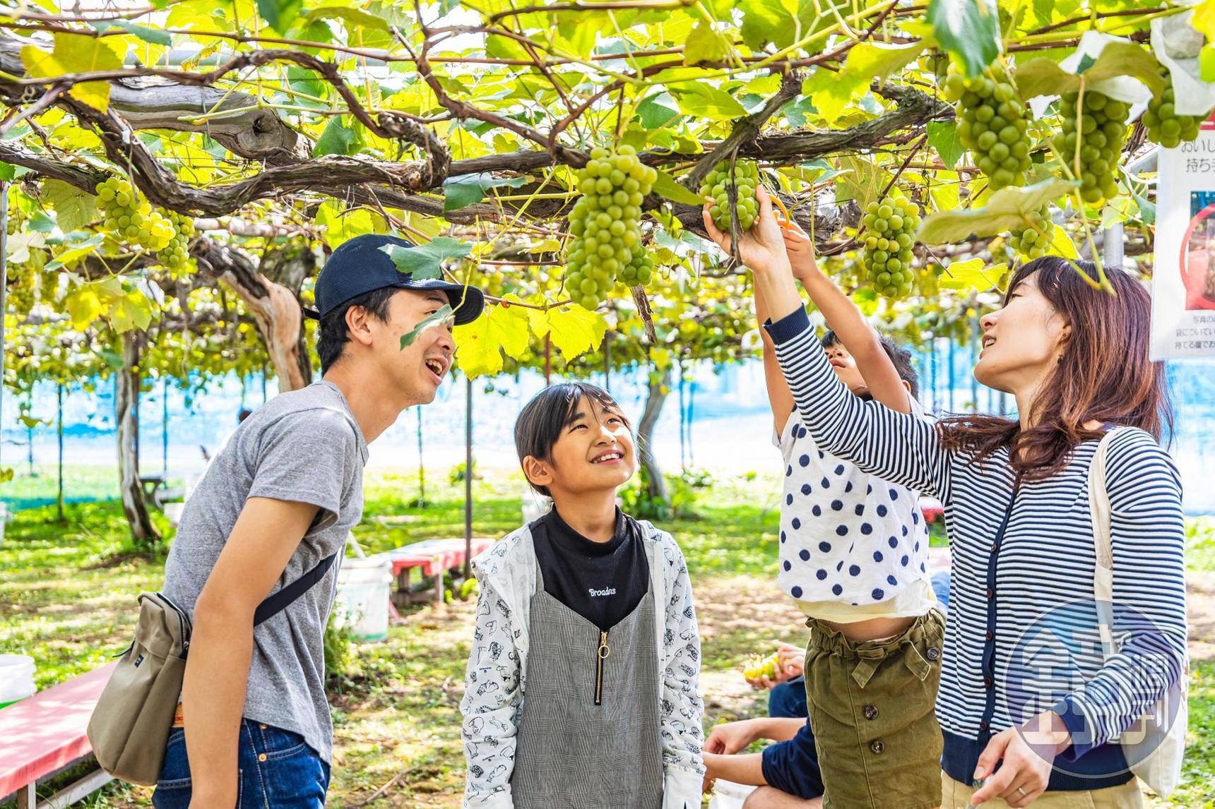 「王將果樹園」的採果活動，十分受親子客喜愛。