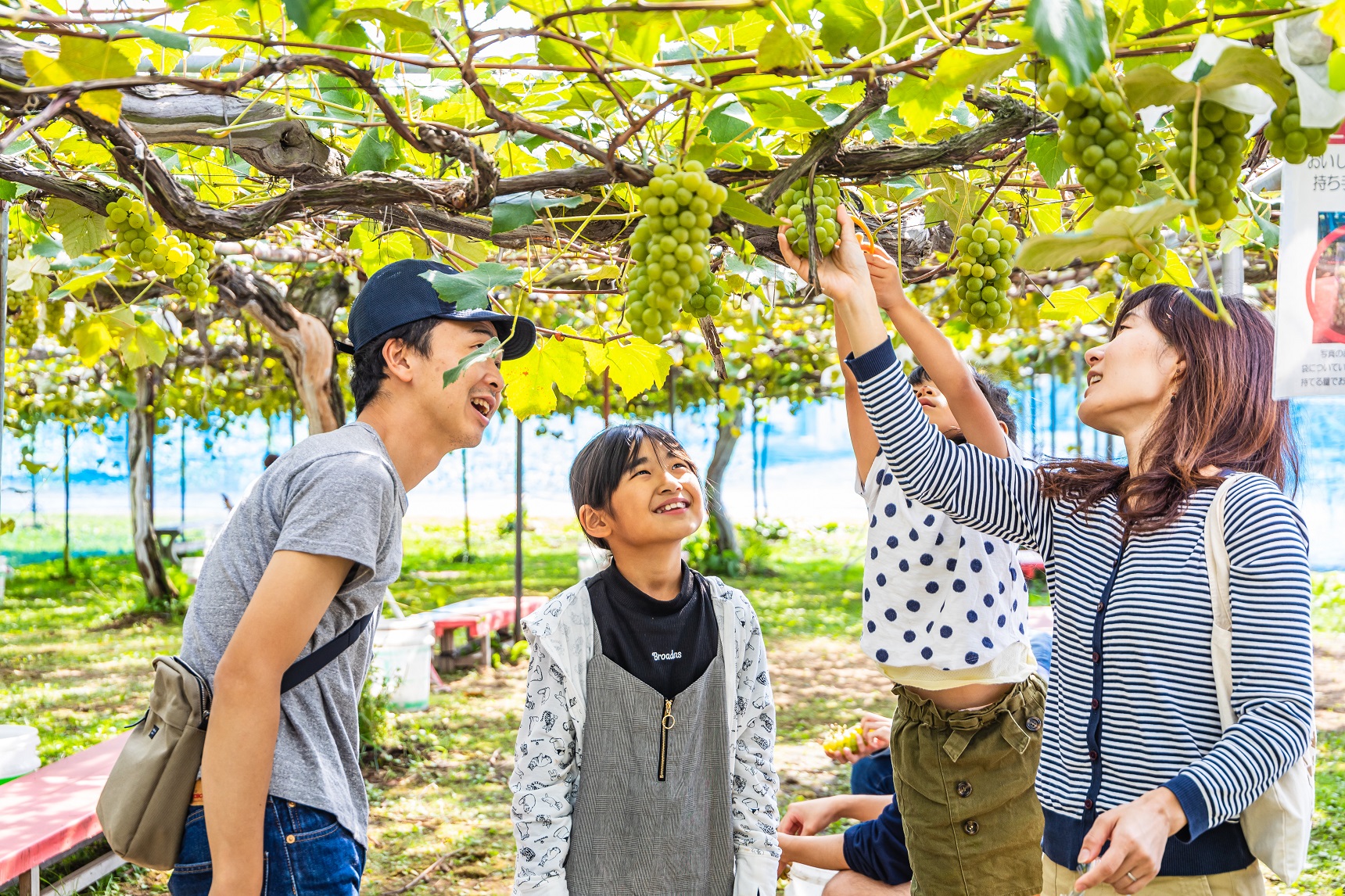 「王將果樹園」的採果活動，十分受親子客喜愛。