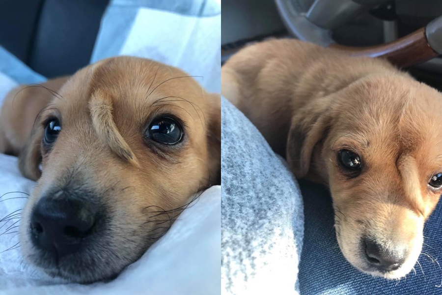 美國1隻僅10週大的流浪幼犬，牠的額頭竟長出一條尾巴，被命名為「獨角鯨」。（翻攝自臉書）