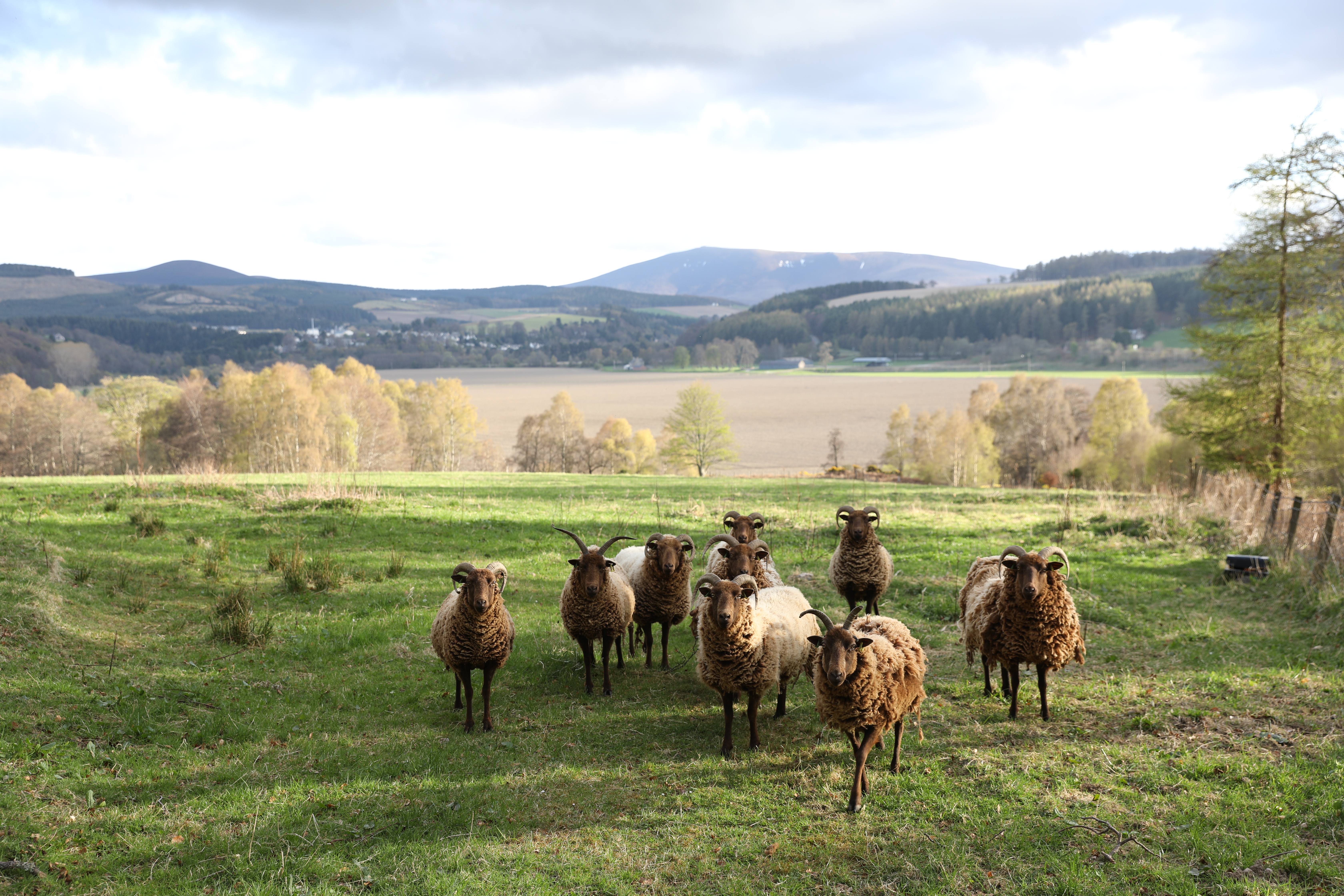 在蘇格蘭移動，最好的交通工具是租車，可以深入田間小路，運氣好的話，GPS帶錯路的話，還可以跟黑綿羊面對面。