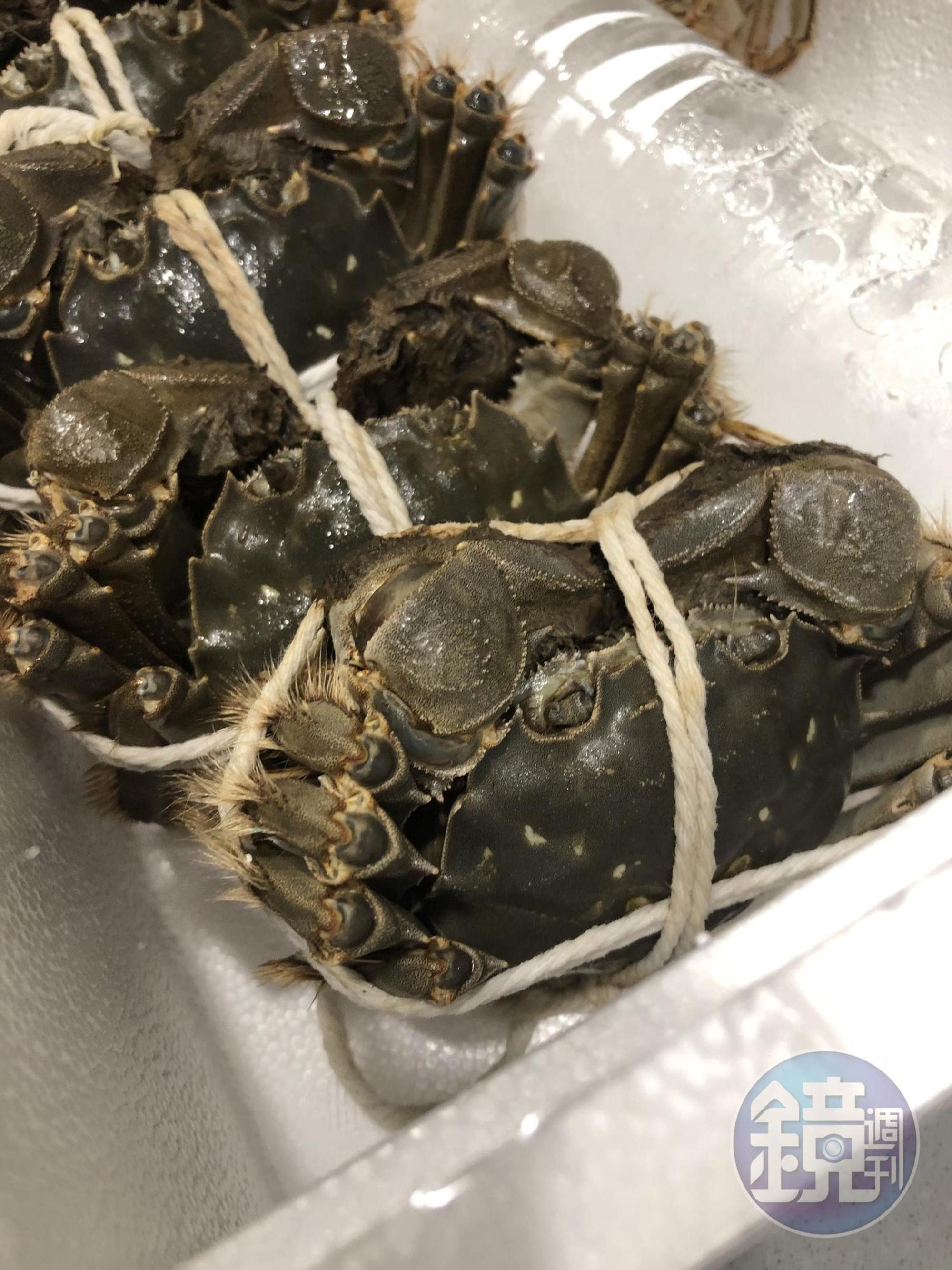 今年剛到貨的陽澄湖大閘蟹足足有7兩重，飽滿實在。