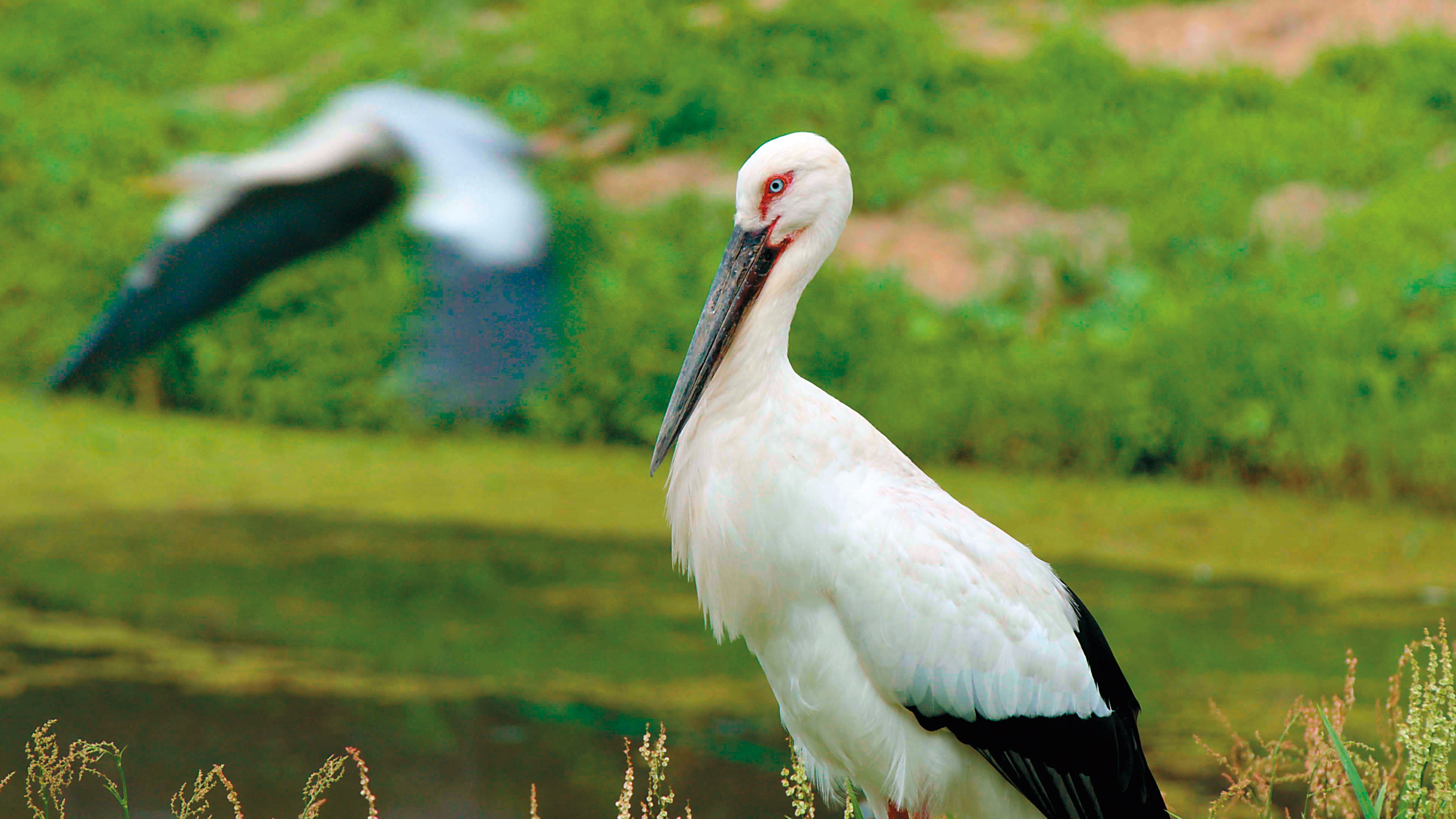 東方白鸛體長超過1公尺，當地人視牠為幸福的象徵。（公視提供）