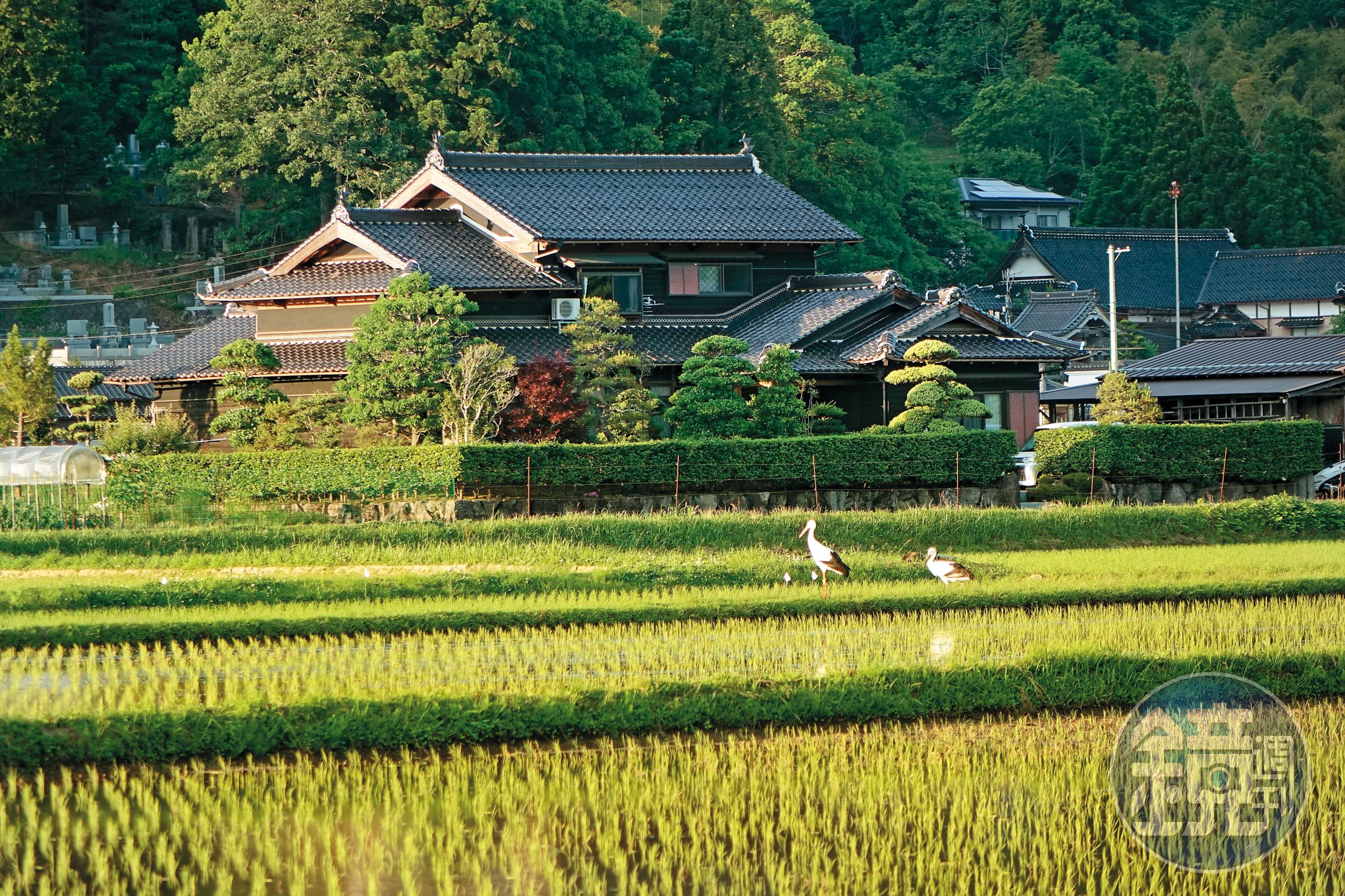 日本豐岡市成功復育野放東方白鸛，如今在田野棲息，成為當地迷人的農村風景。（公視提供）