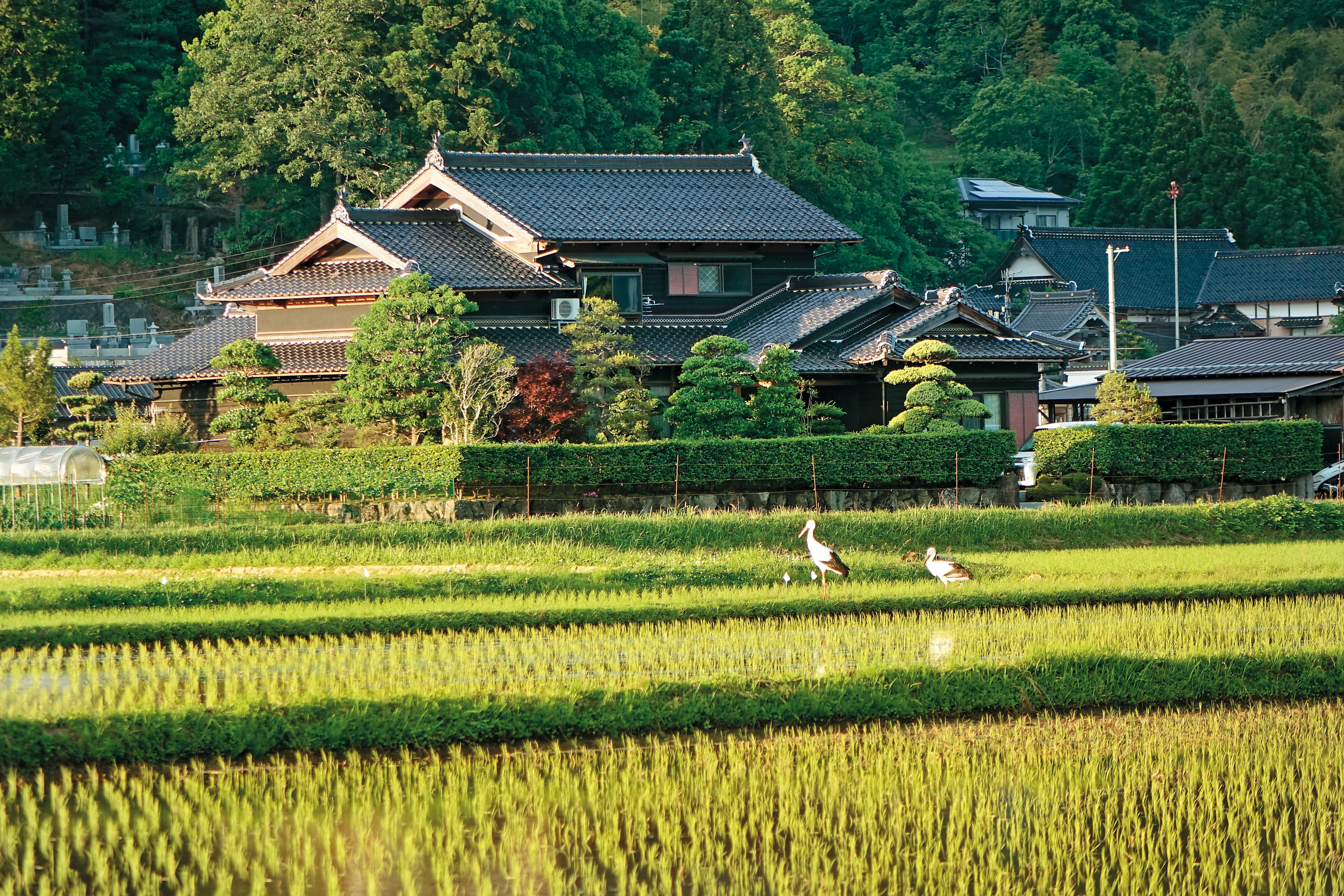 日本豐岡市成功復育野放東方白鸛，如今在田野棲息，成為當地迷人的農村風景。（公視提供）