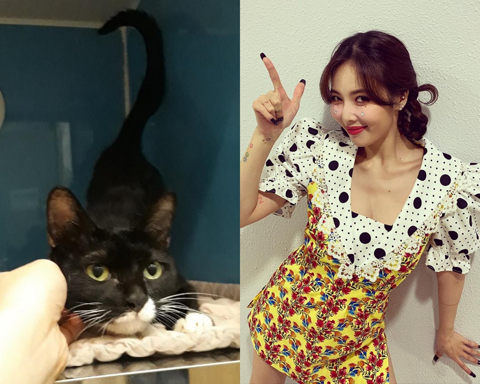 泫雅幫助受傷流浪貓的善舉被造型師在IG上公開。（合成圖片，左圖翻攝自JungSul IG，右圖翻攝自泫雅IG）