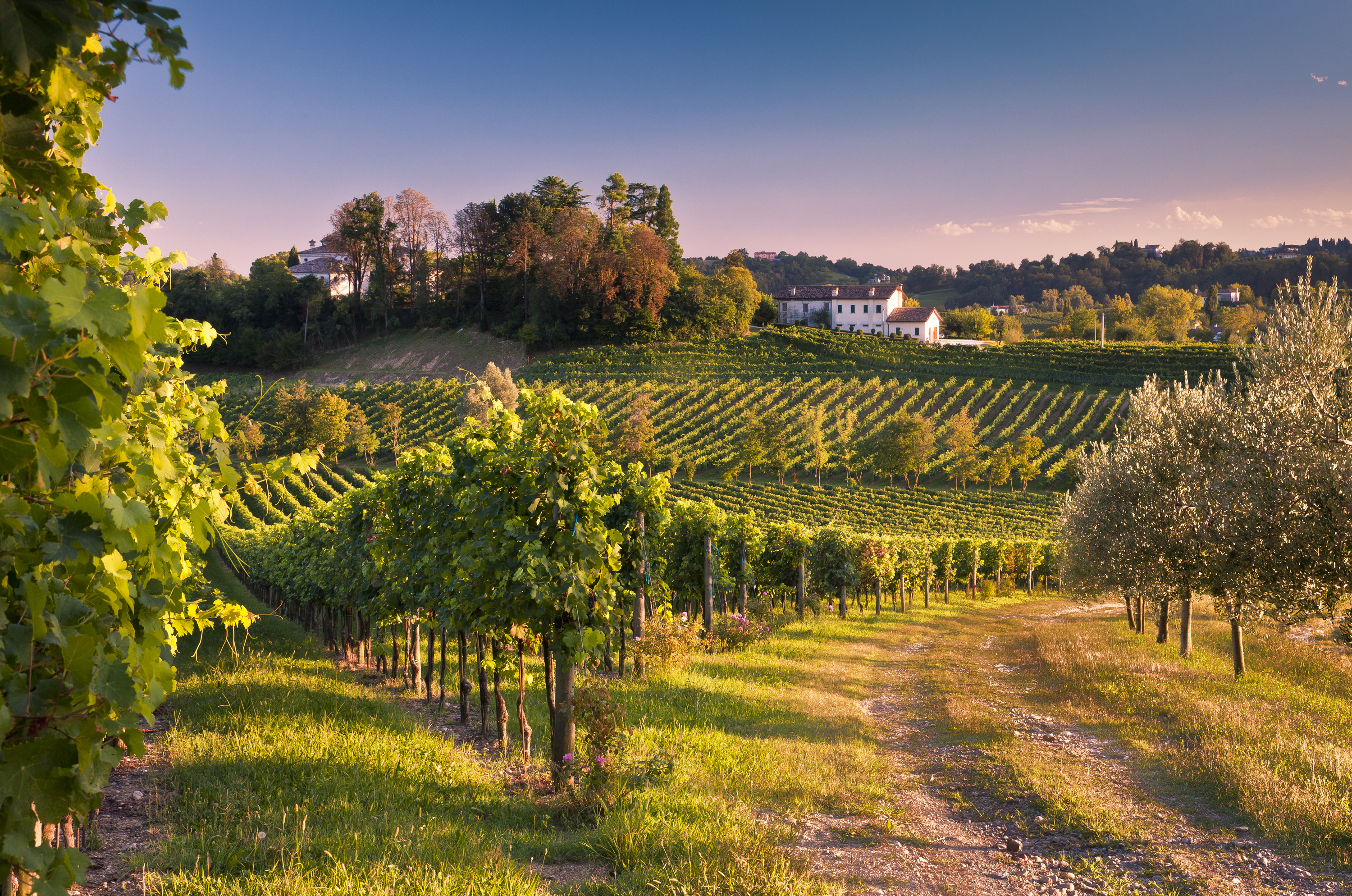 將丘陵挖成酒廠「MASOTTINA」，橄欖樹和葡萄藤共生的風景引人入勝。（MASOTTINA提供）