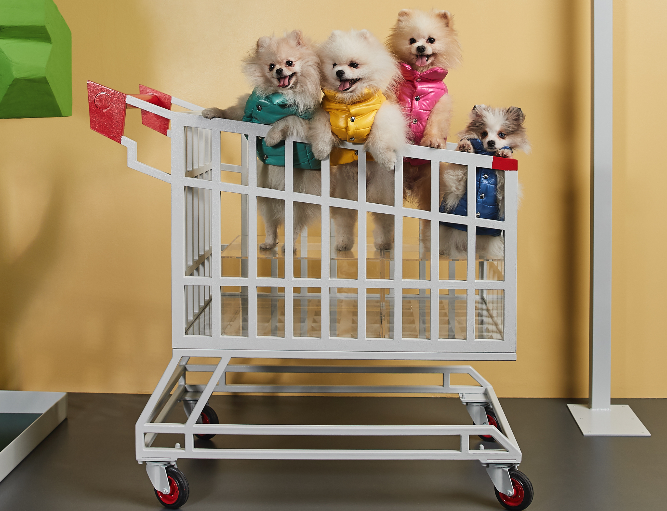 MONCLER & Poldo Dog Couture系列亮面尼龍款。約NT$12,000（盟可睞 提供）