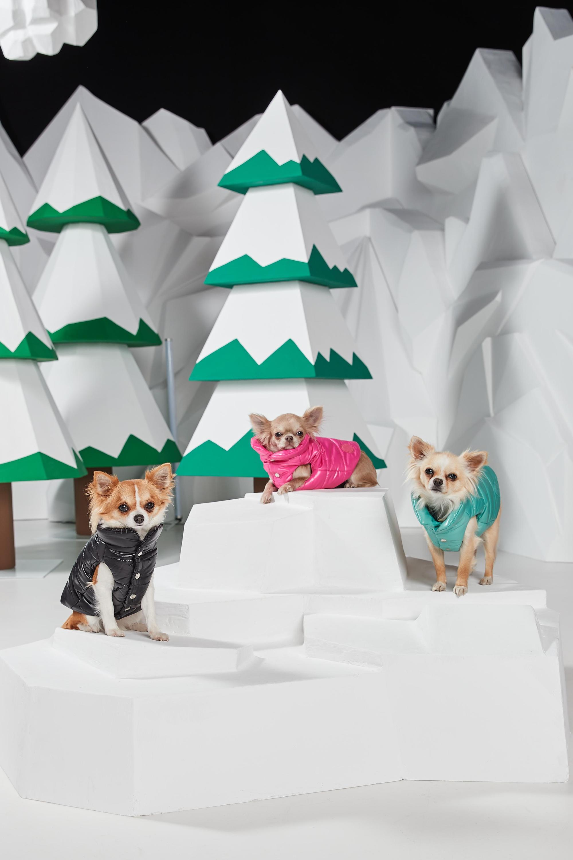MONCLER & Poldo Dog Couture系列亮面尼龍款。約NT$12,000(盟可睞 提供)