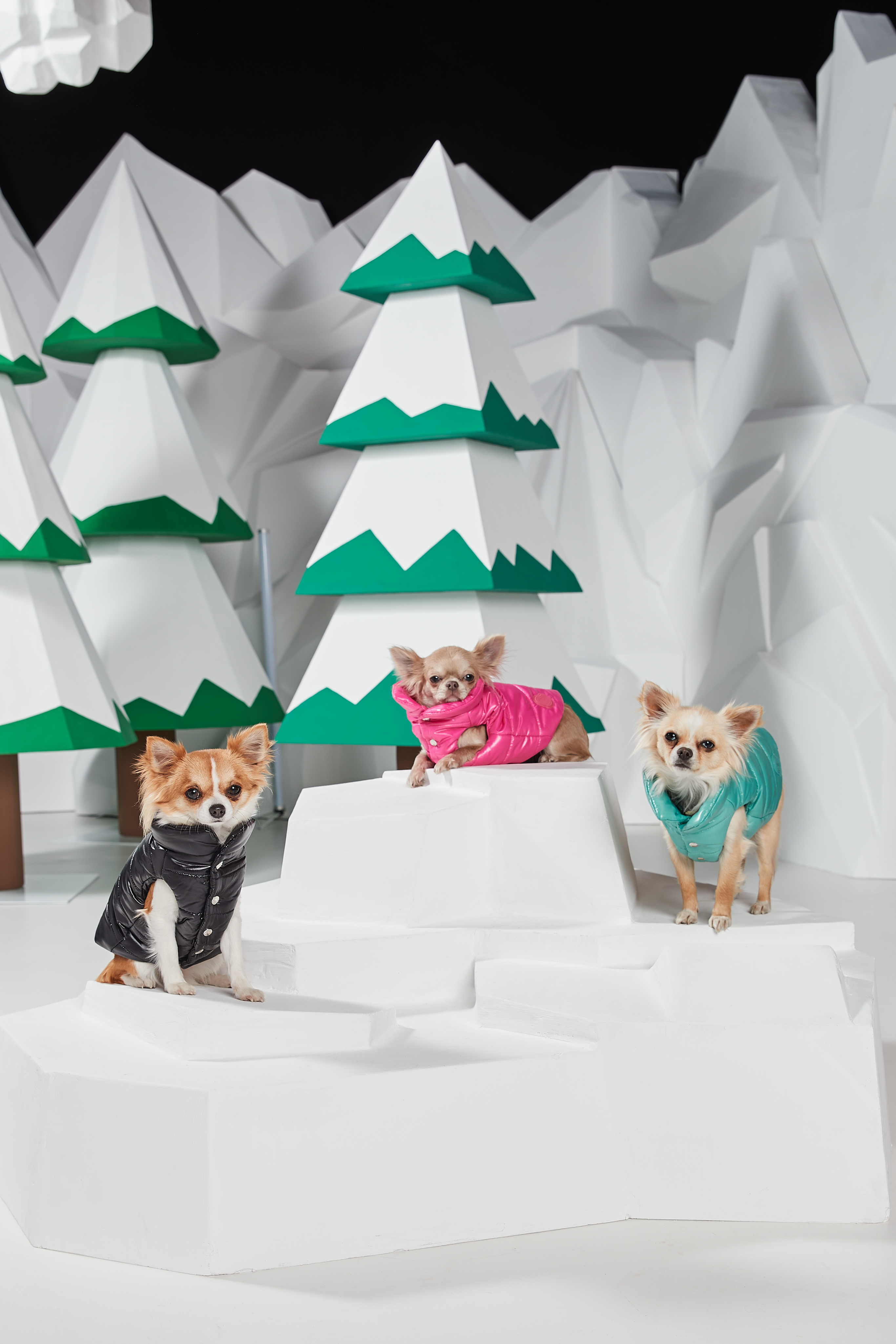 MONCLER & Poldo Dog Couture系列亮面尼龍款。約NT$12,000（盟可睞 提供）