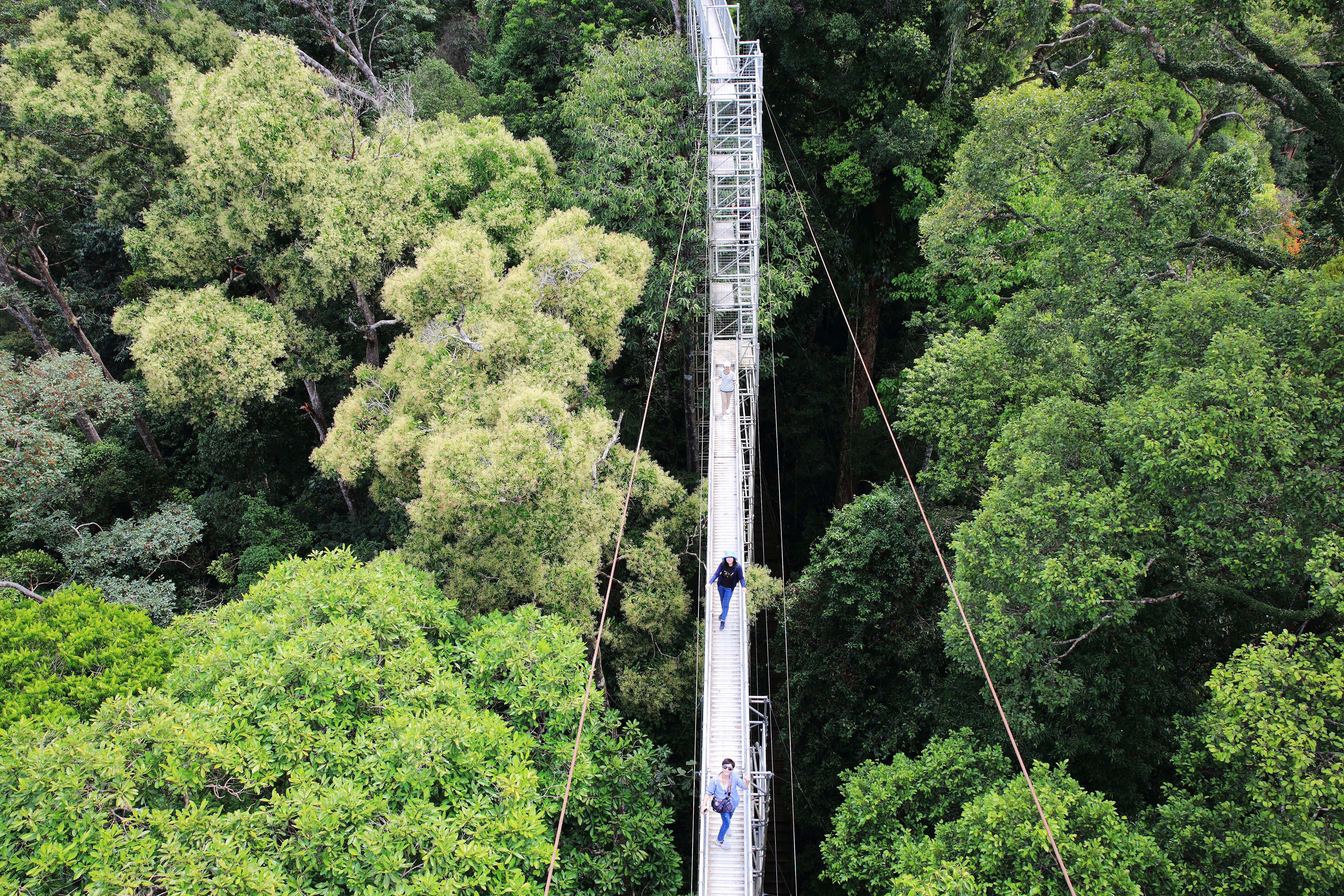 汶萊雨林中的天空步道。