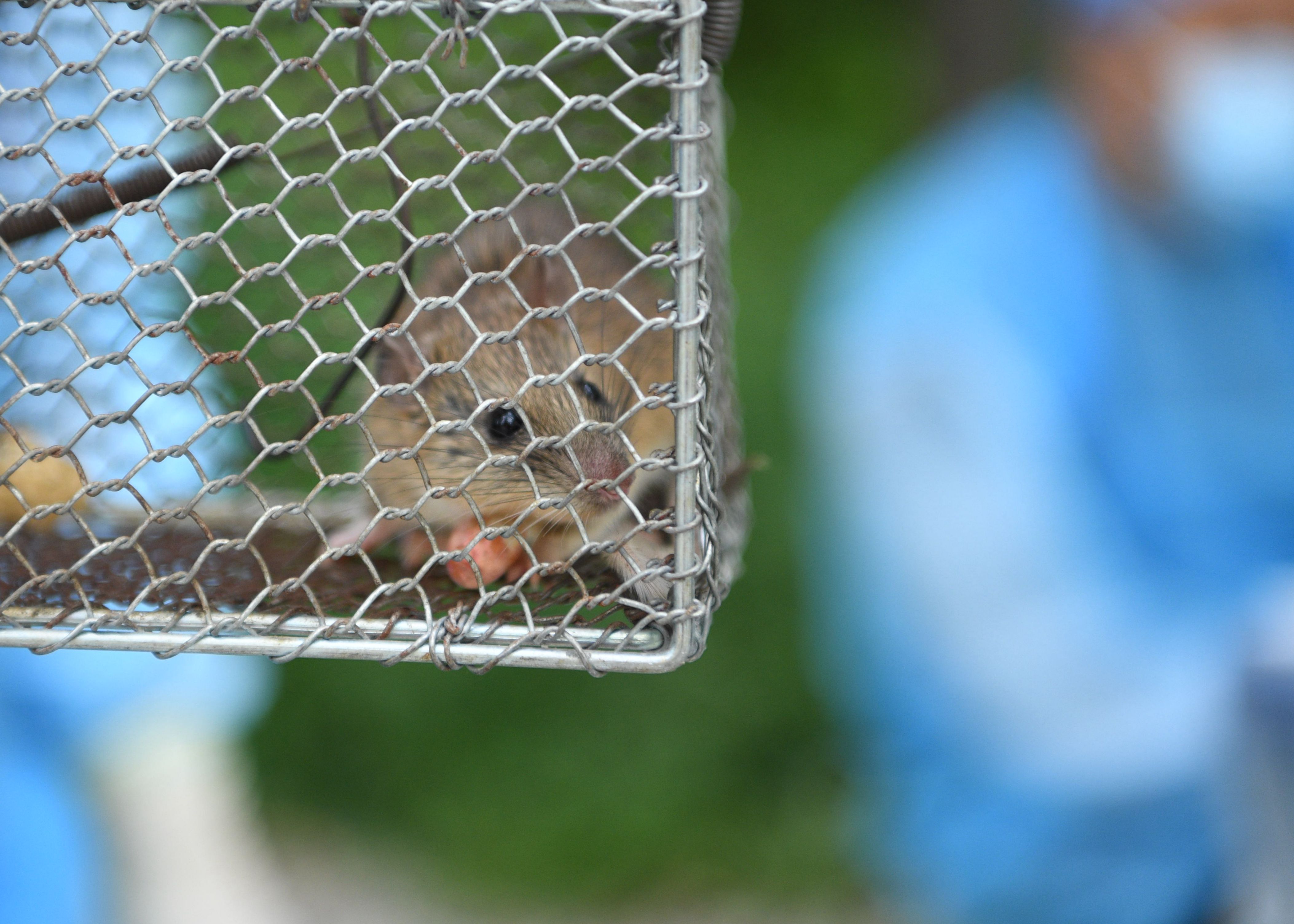 中國內蒙古昨再傳出鼠疫案例。（東方IC）