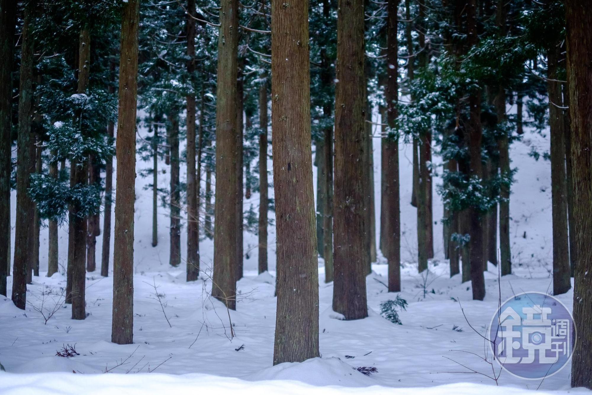 樹林雪地中的景致，靜謐祥和。