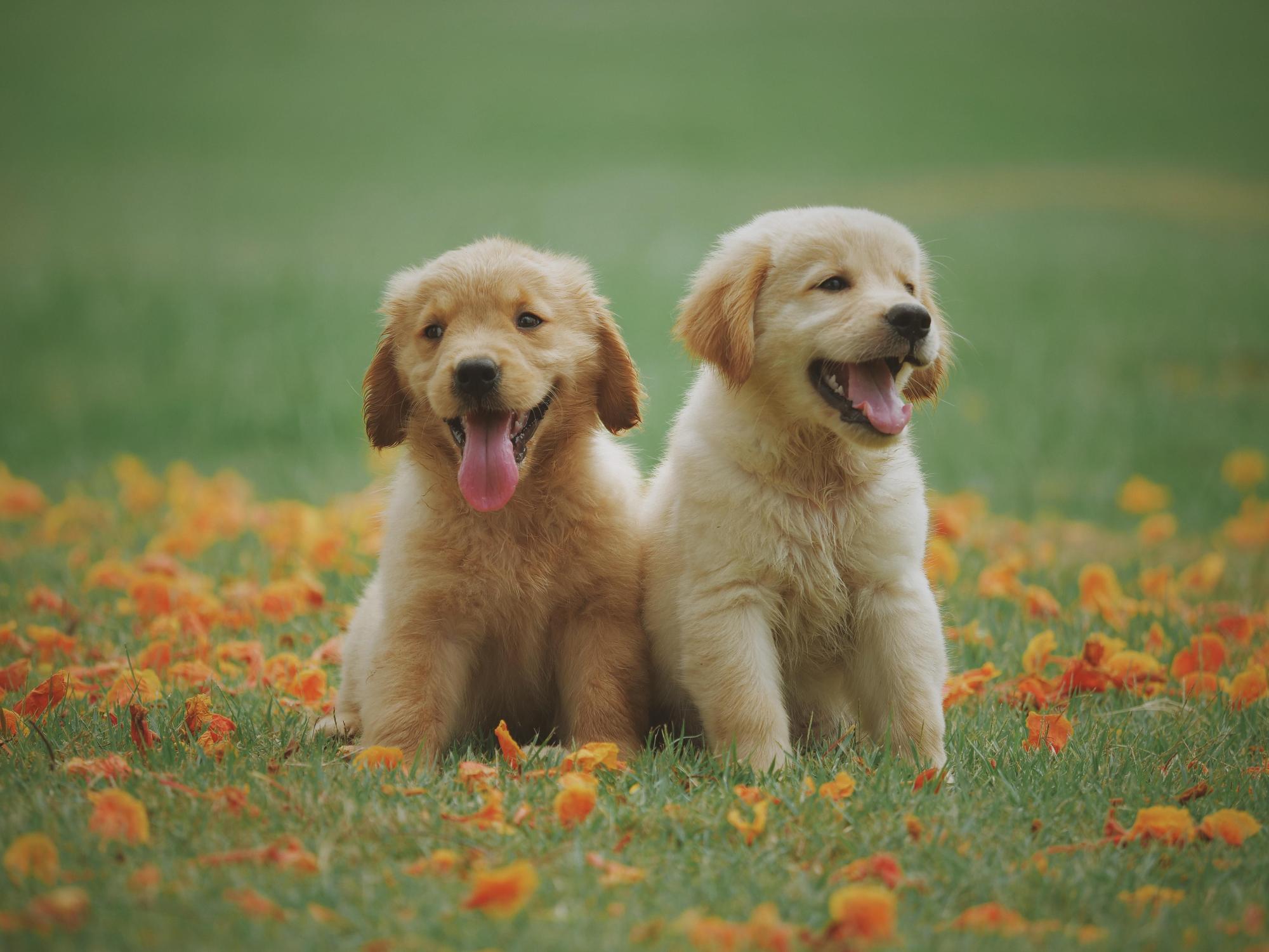 英國倫敦一對夫妻徵人照顧兩隻黃金獵犬,開出年薪新台幣百萬元(pexels)