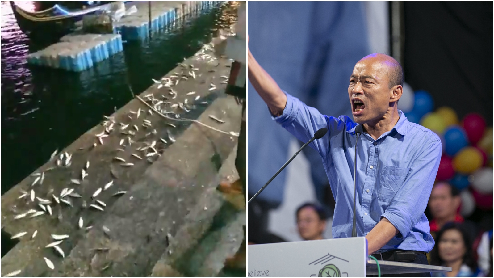 韓國瑜回防高雄，韓粉將愛河魚集體跳上岸稱為是為了一睹韓國瑜。（合成圖，翻攝自臉書、攝影組）