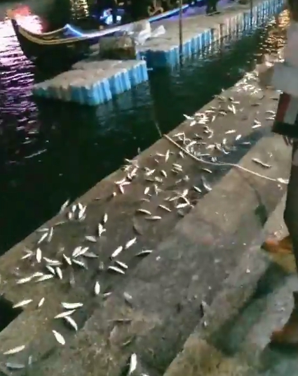 韓粉在愛河拍下一段魚跳上岸邊的影片。（翻攝自臉書）